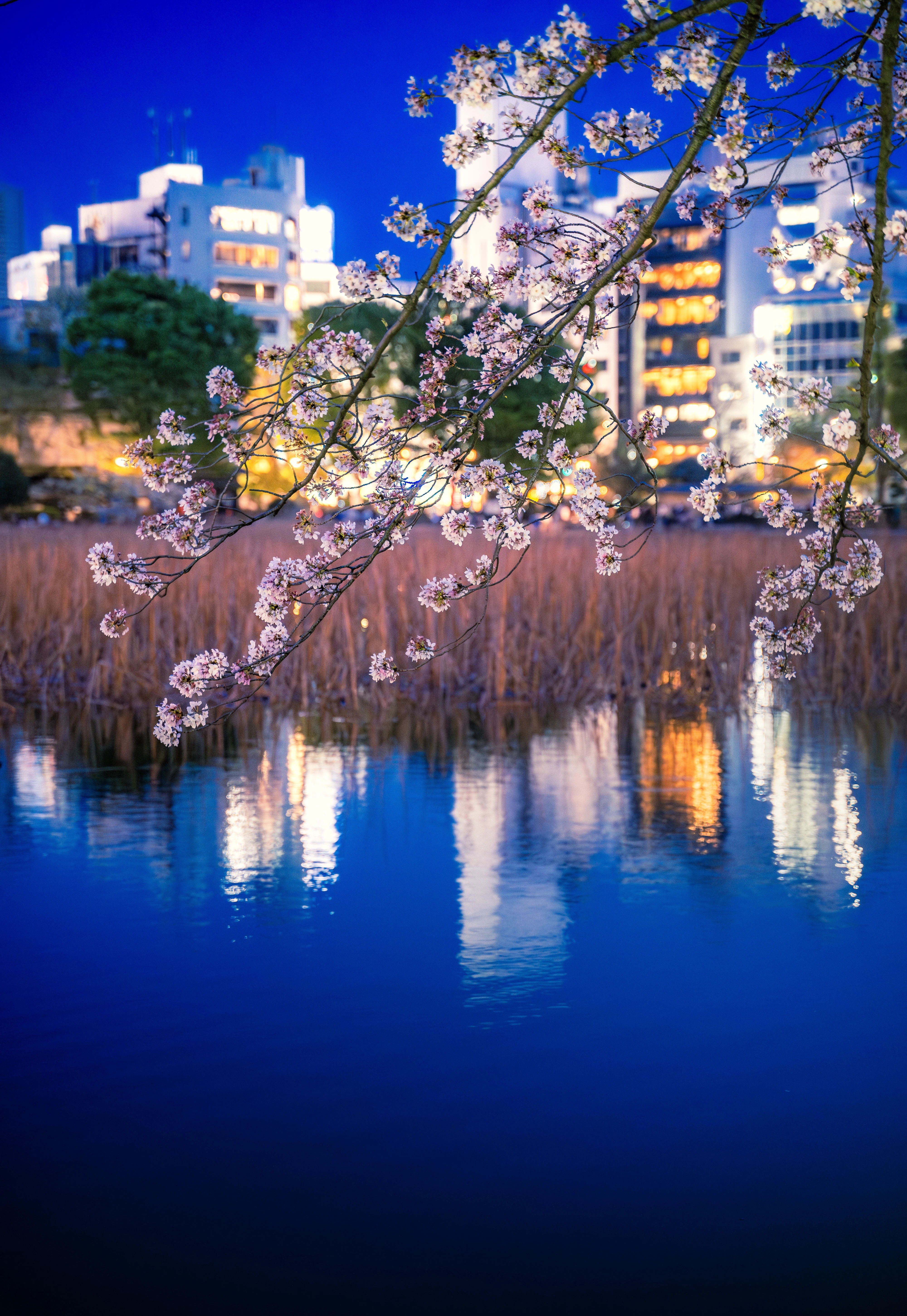 Cherry Blossoms Reflecting Against City Lights