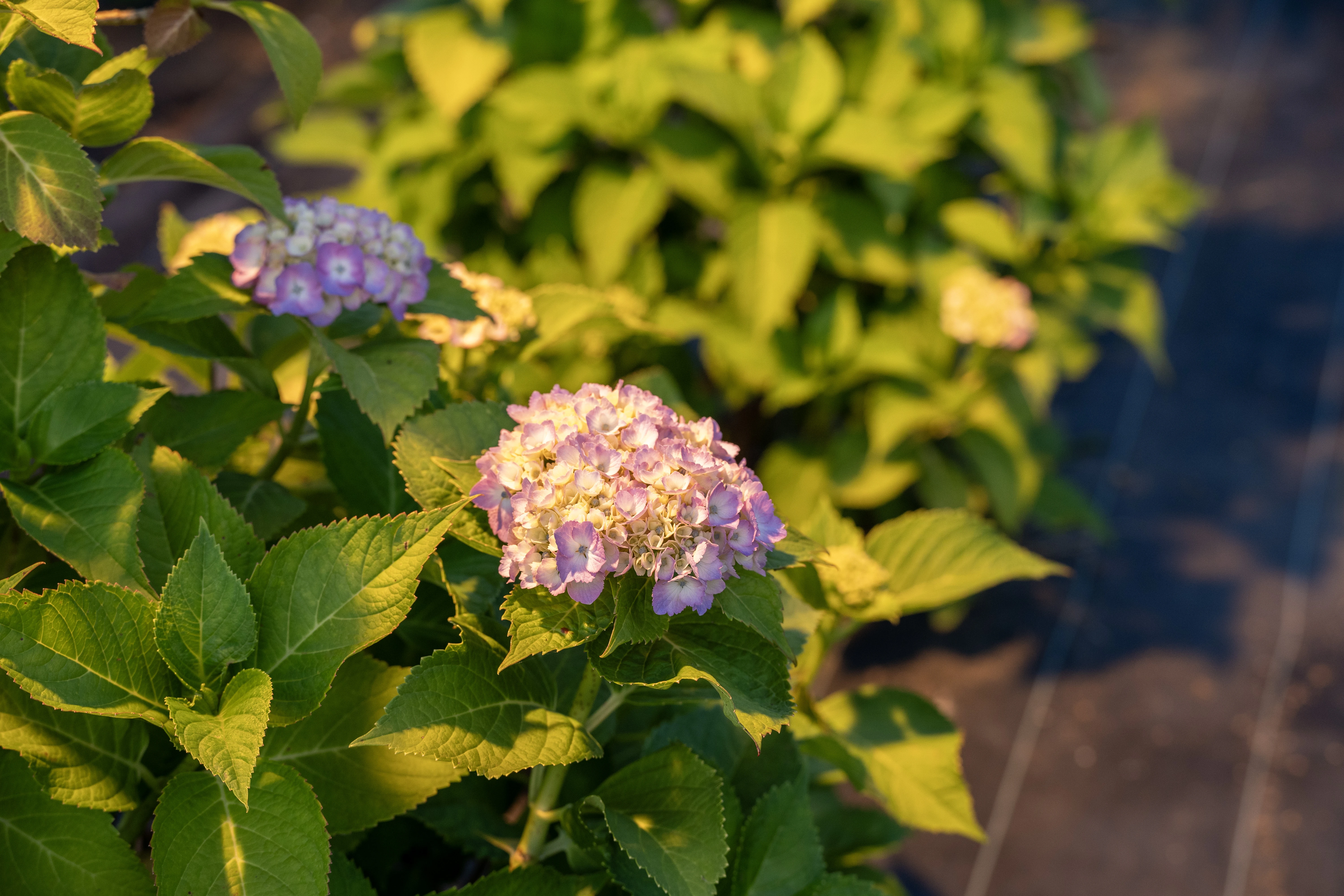 Golden Hour Glow on Blooming Hydrangeas