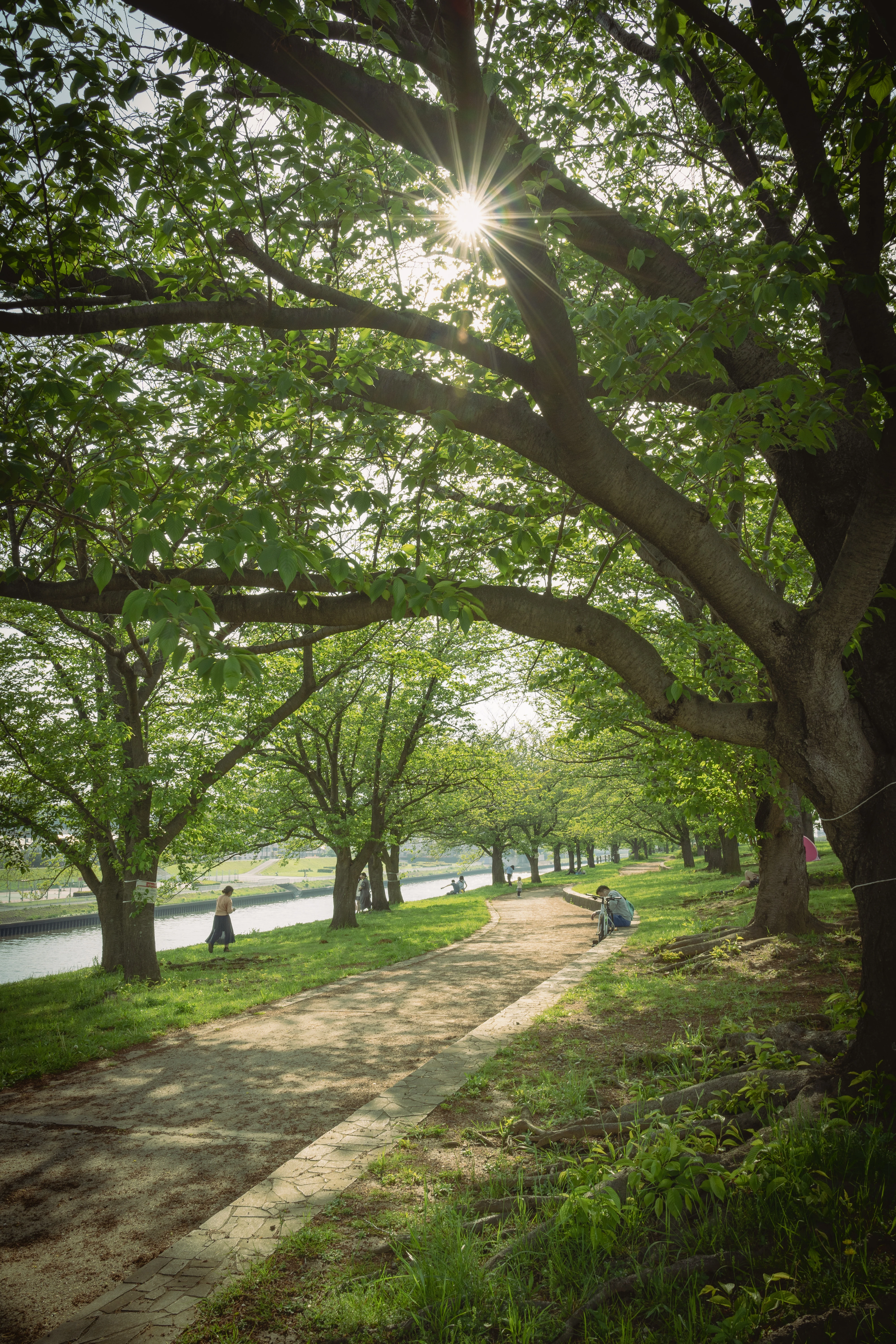 Sunlit Stroll Along a Riverside Pathway