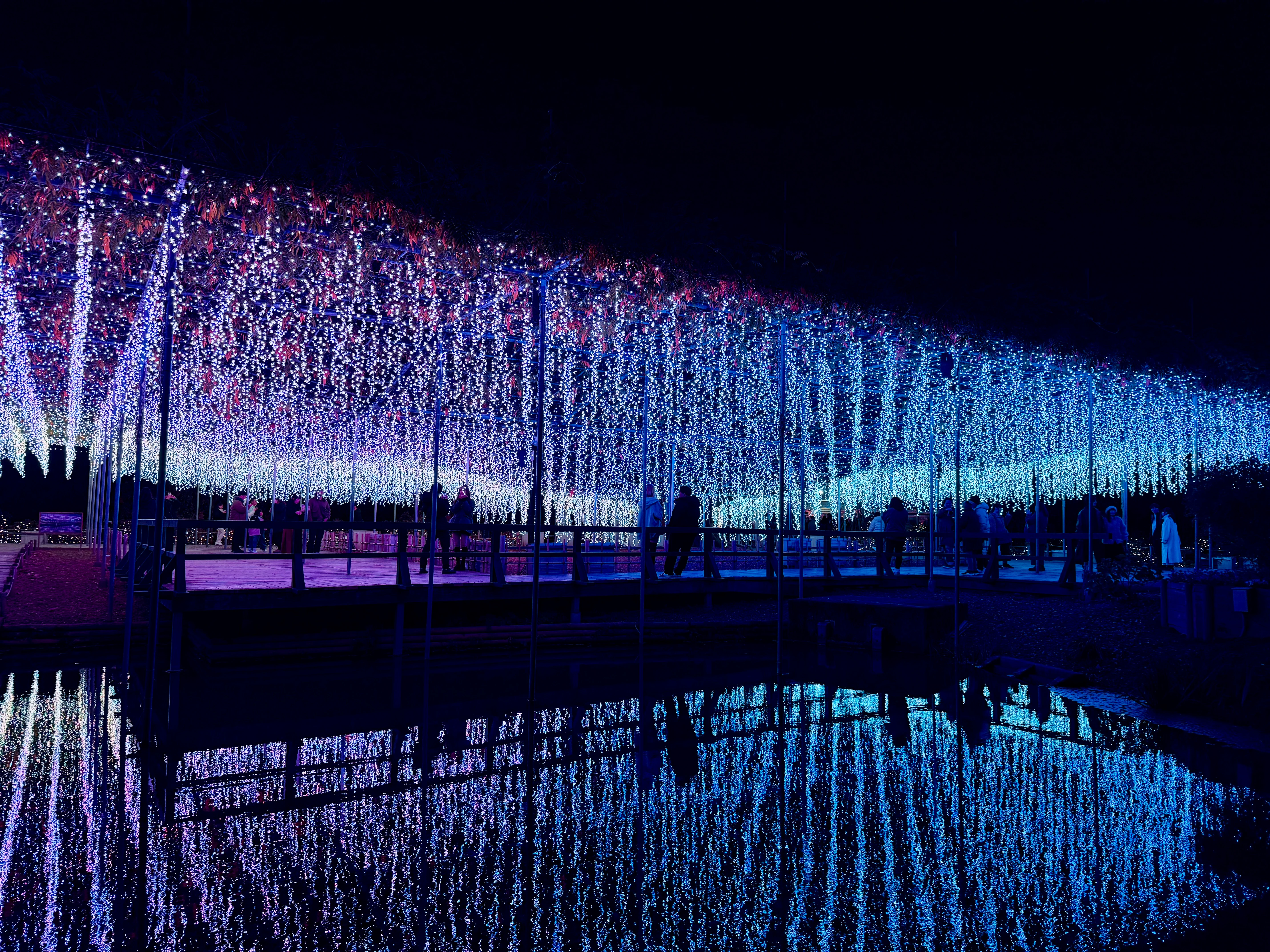 Captivating Wisteria-inspired Light Performance by Night