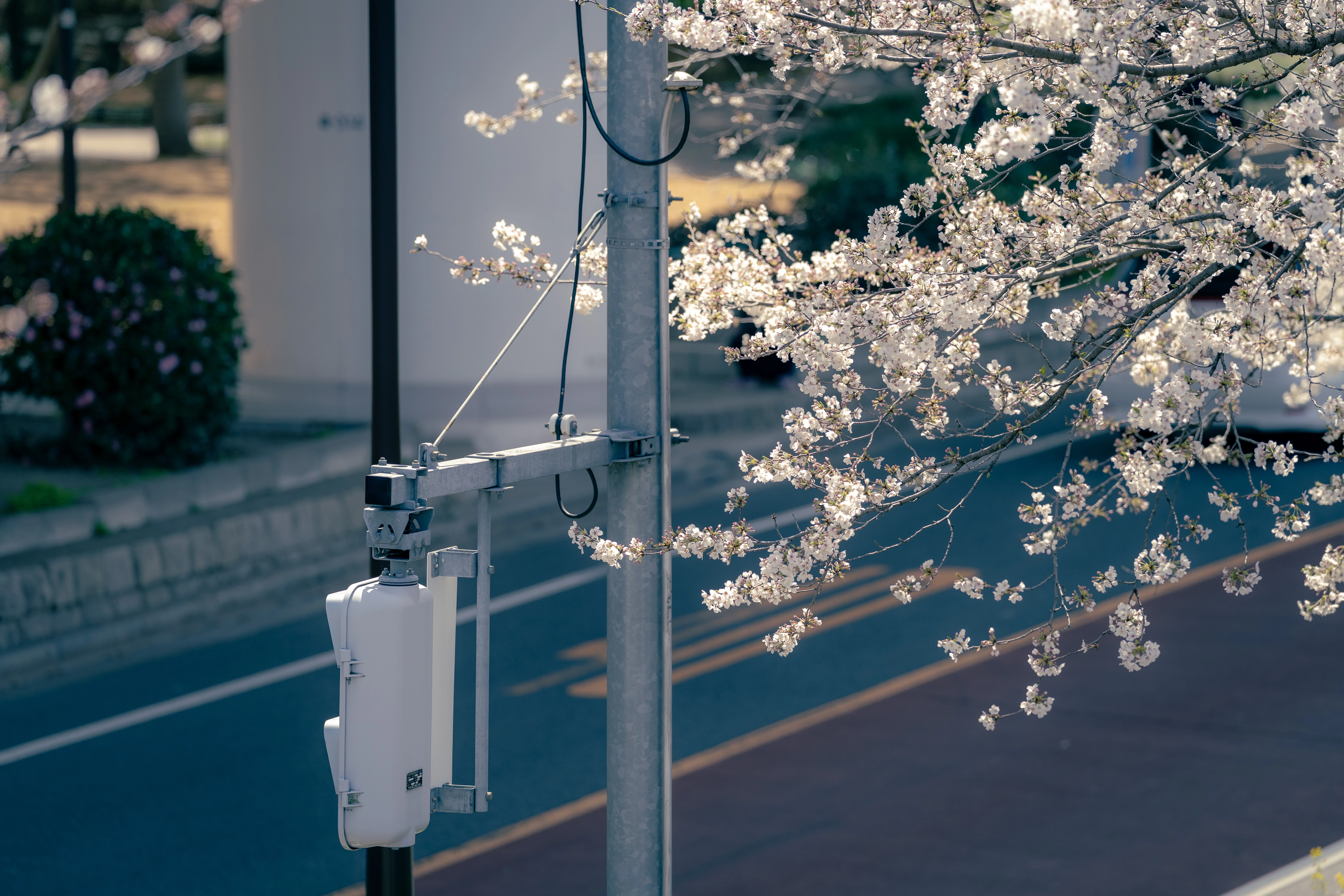 Blossoming Cherry Branches Over Urban Roadway