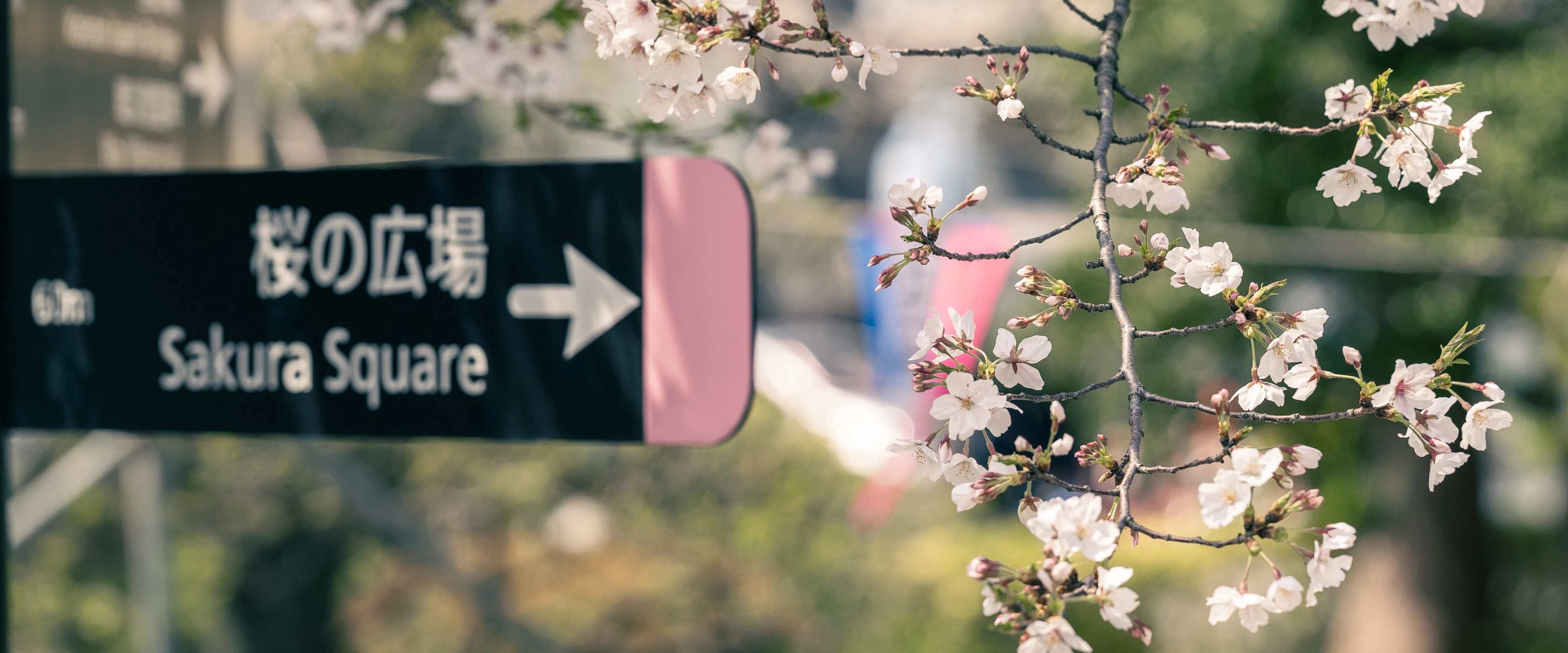 Spring Sakura Blossoms and Sakura Square Sign in Sunlight