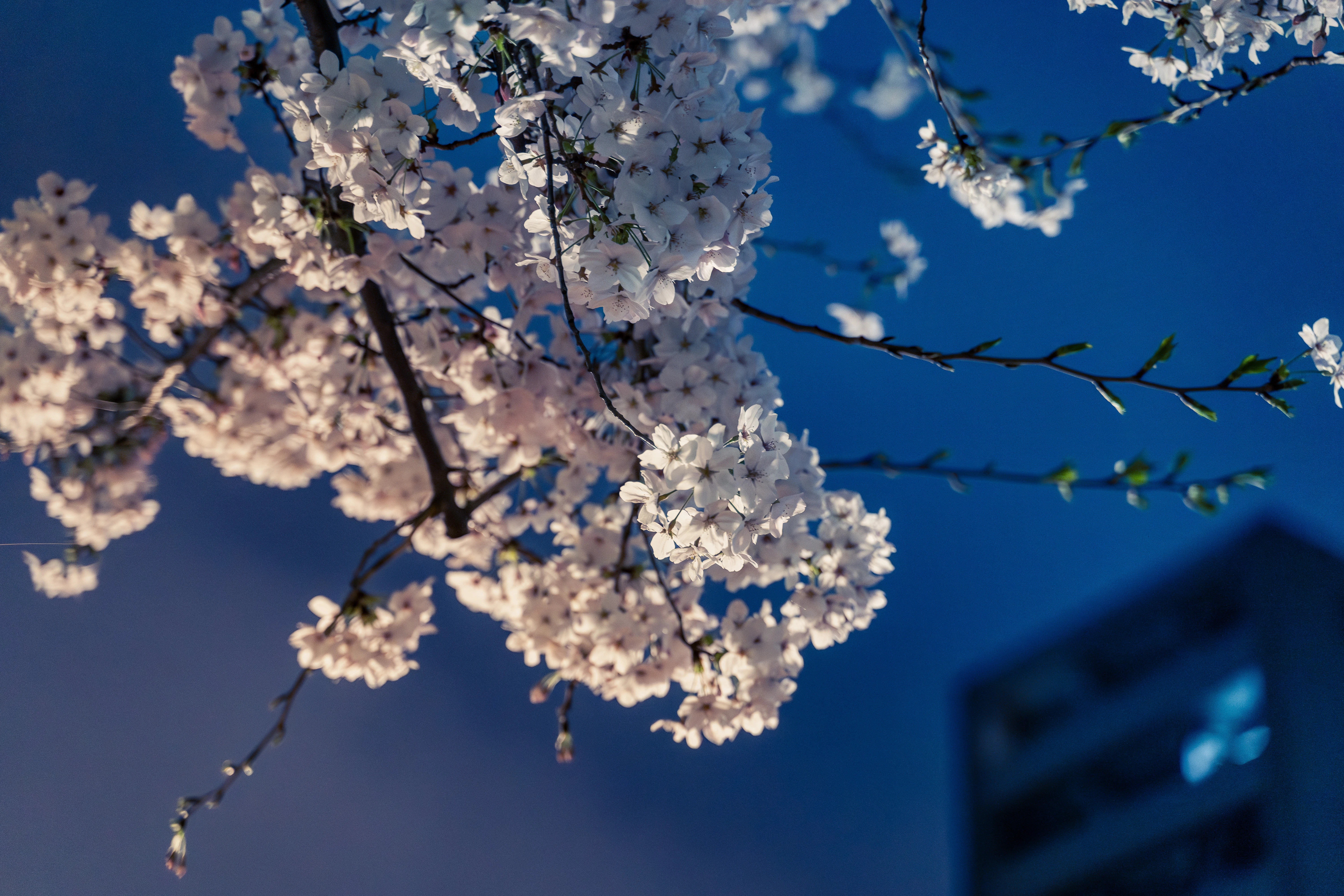 Urban Cherry Blossoms Against a Twilight Sky