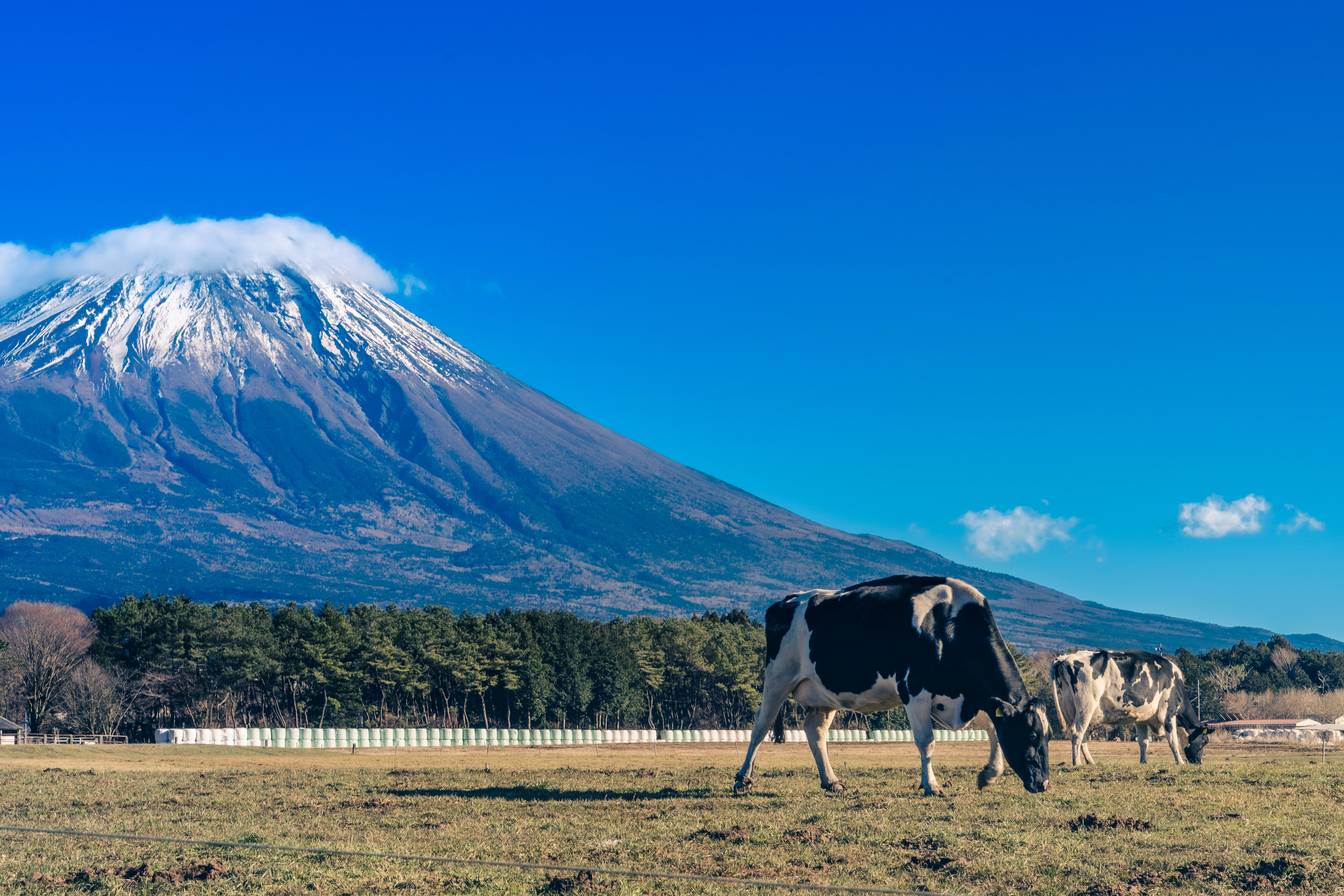 Mount Fuji and Grazing Cows on a Clear Day