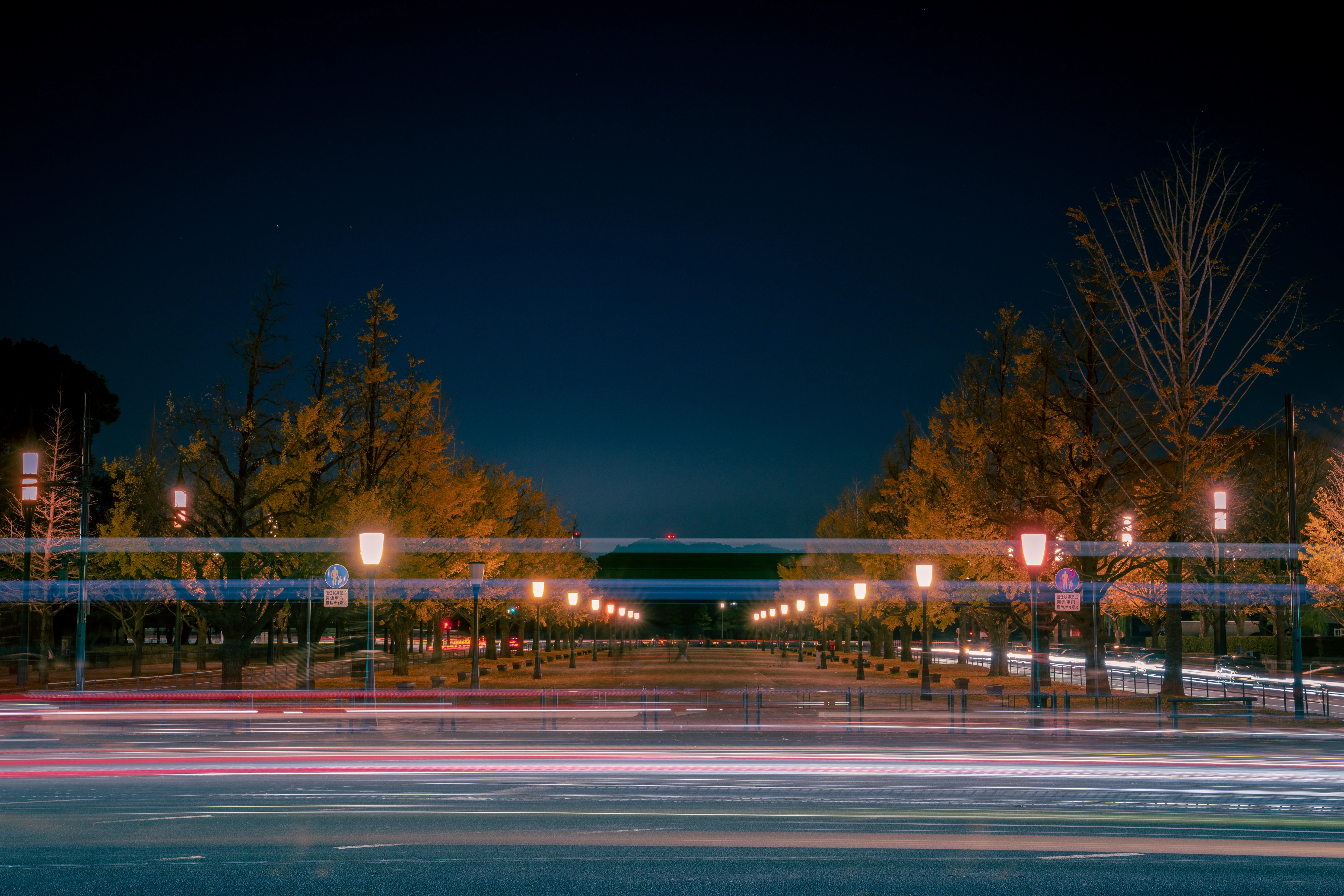 Illuminated Tree-Lined Avenue at Night