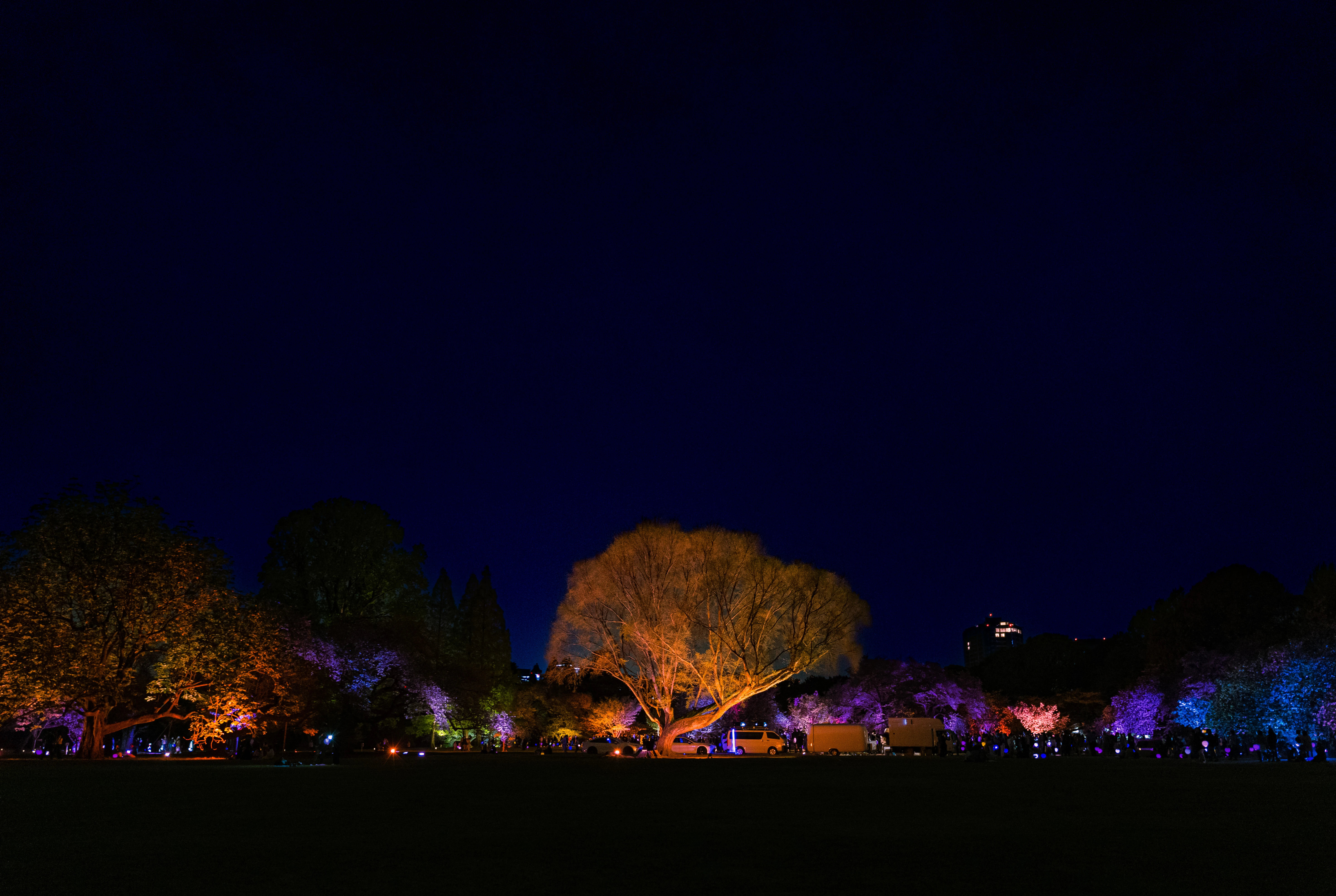 Enchanted Night with Illuminated Trees