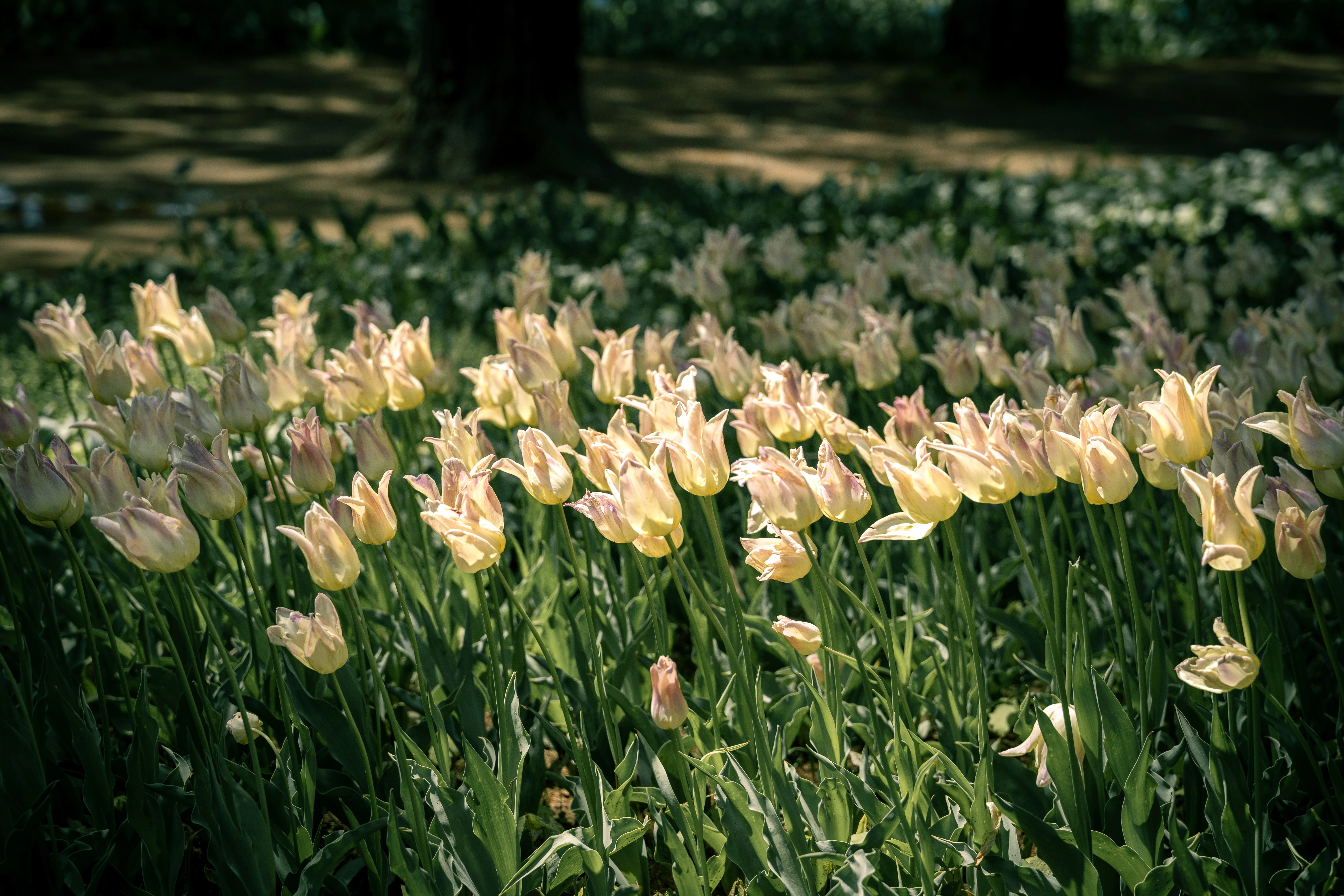 Gentle Sunlight on a Blooming Field of Pale Tulips