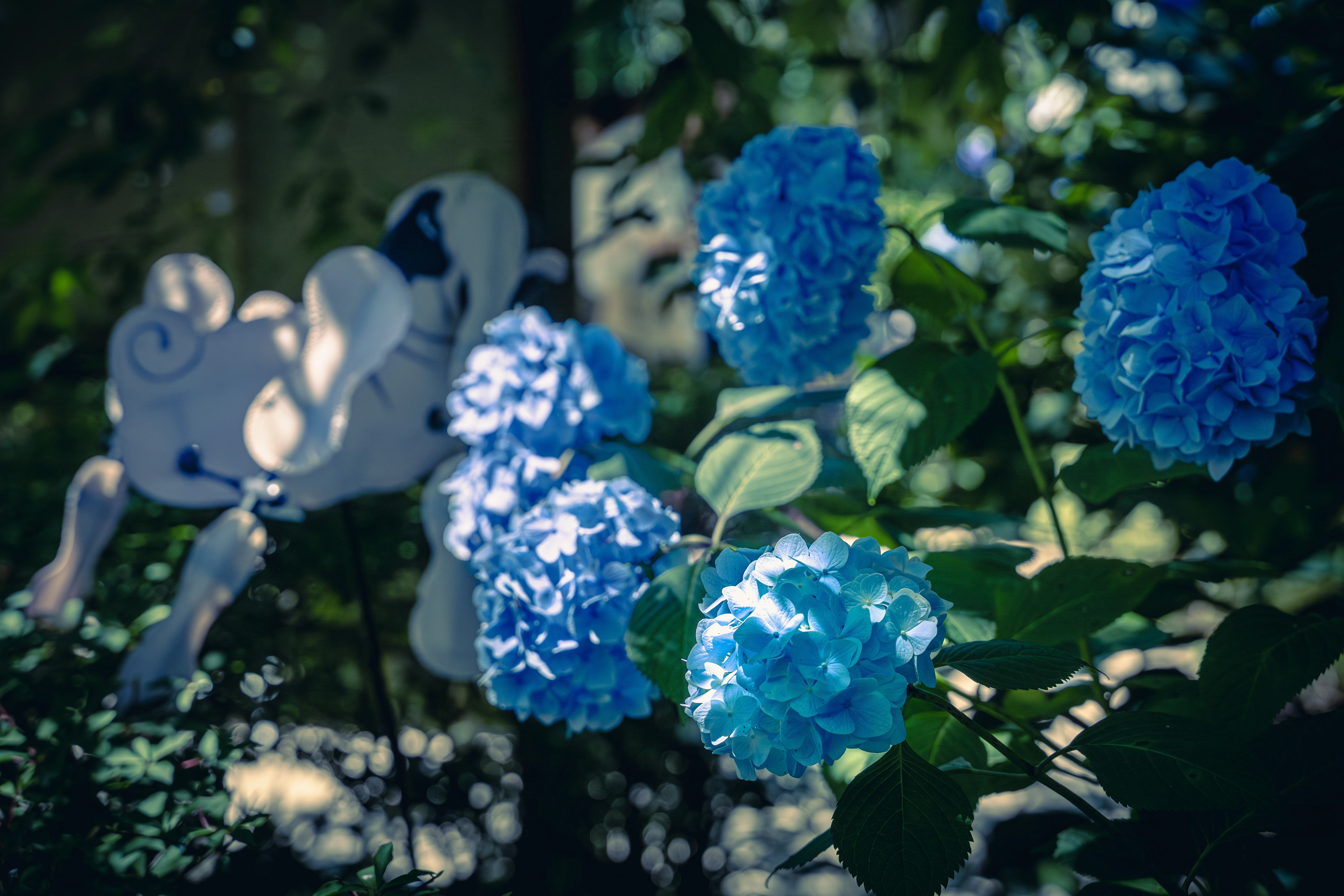 Vibrant Blue Hydrangeas in a Sunlit Garden