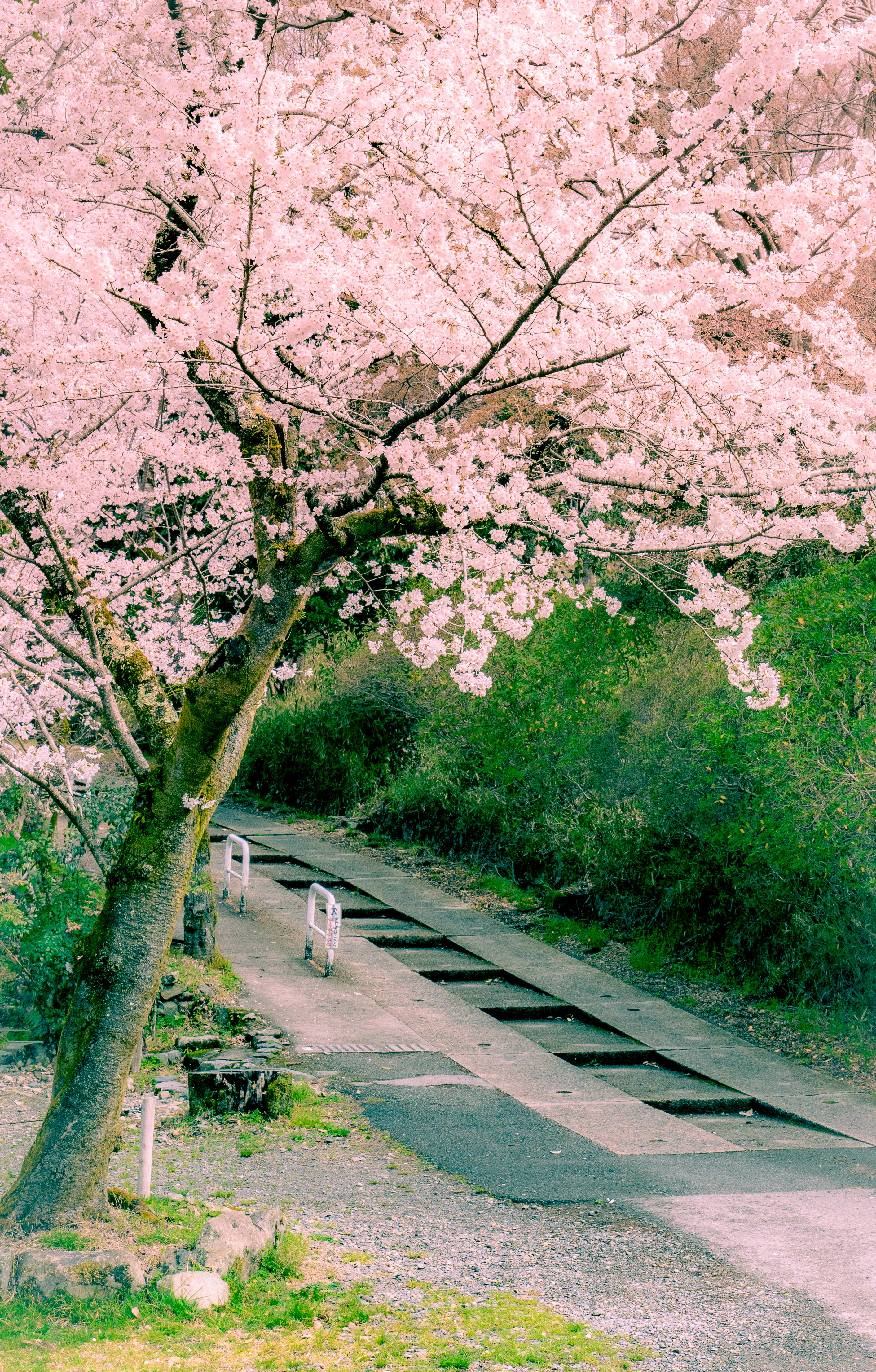 Cherry Blossoms Along a Quiet Pathway