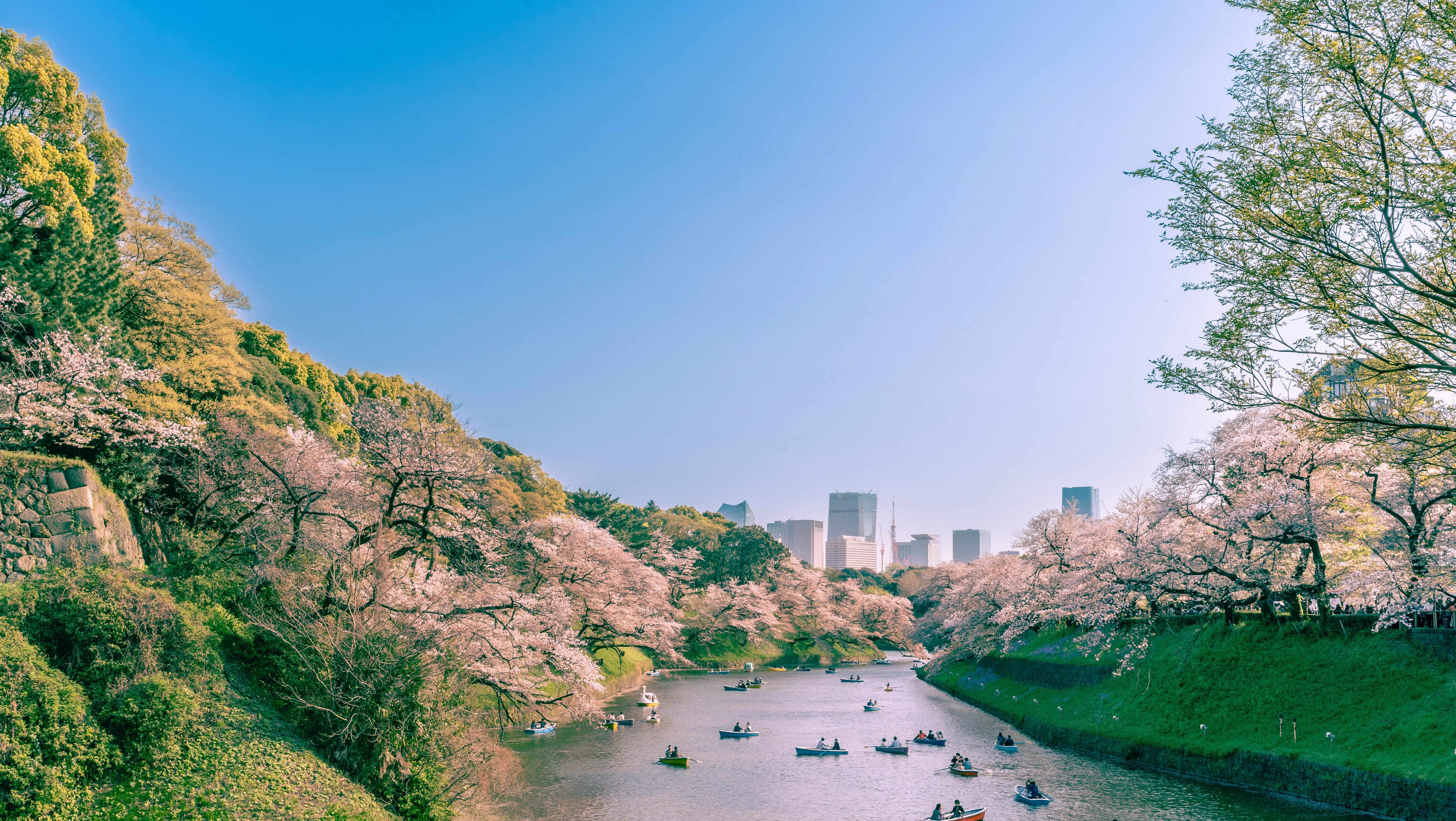 Springtime Blossoms and Boating Along Chidorigafuchi Moat