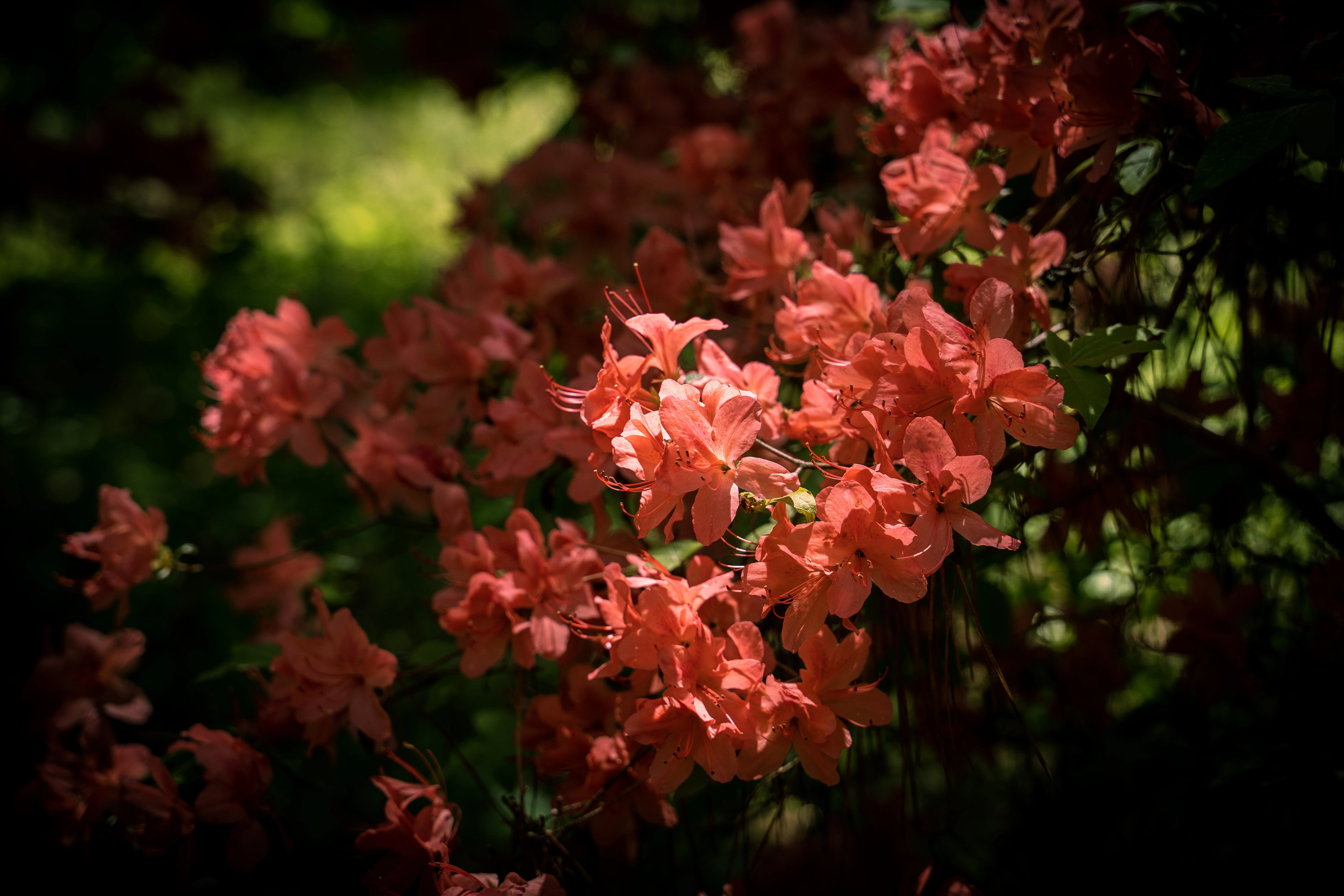 Sunlit Rhododendron Blossoms in a Tranquil Spring Garden