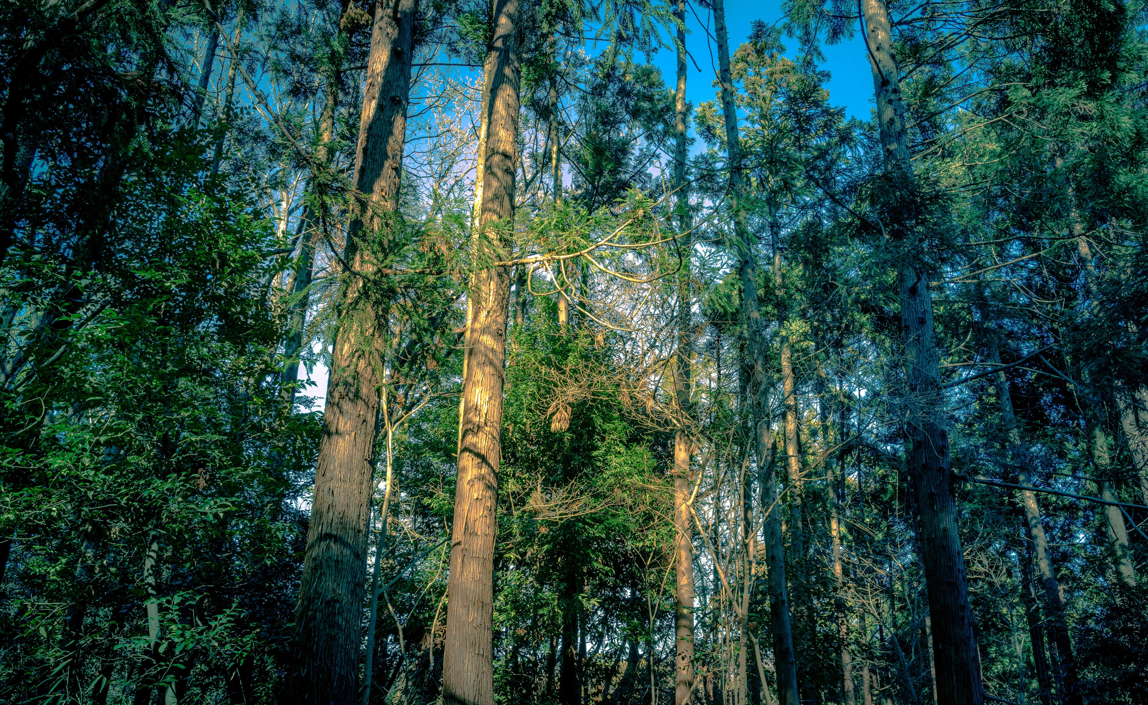 Sunlit Forest Canopy with Towering Pines