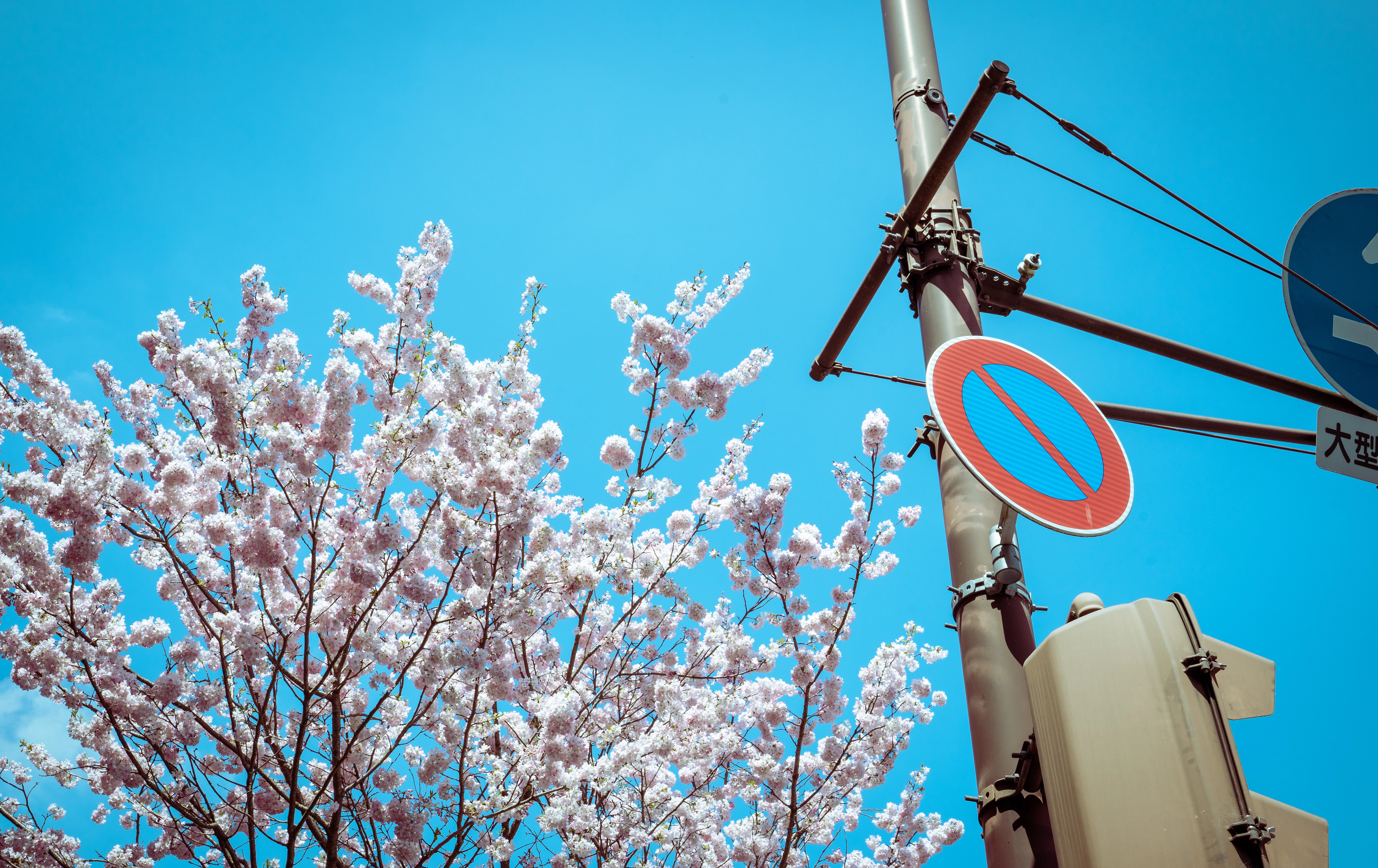 Blooming Sakura Against a Clear Blue Sky