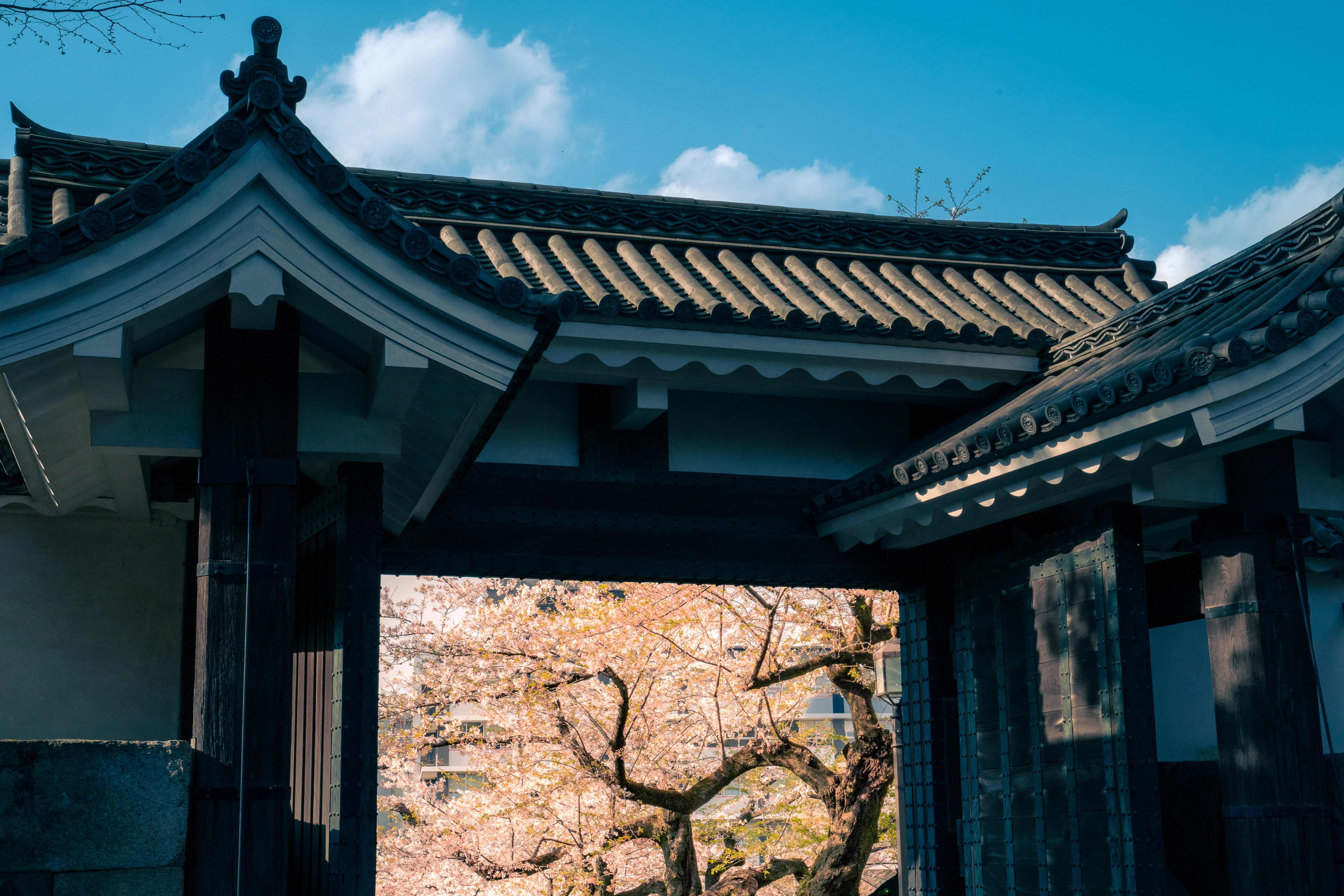 Traditional Japanese Gate Framing Vibrant Cherry Blossoms