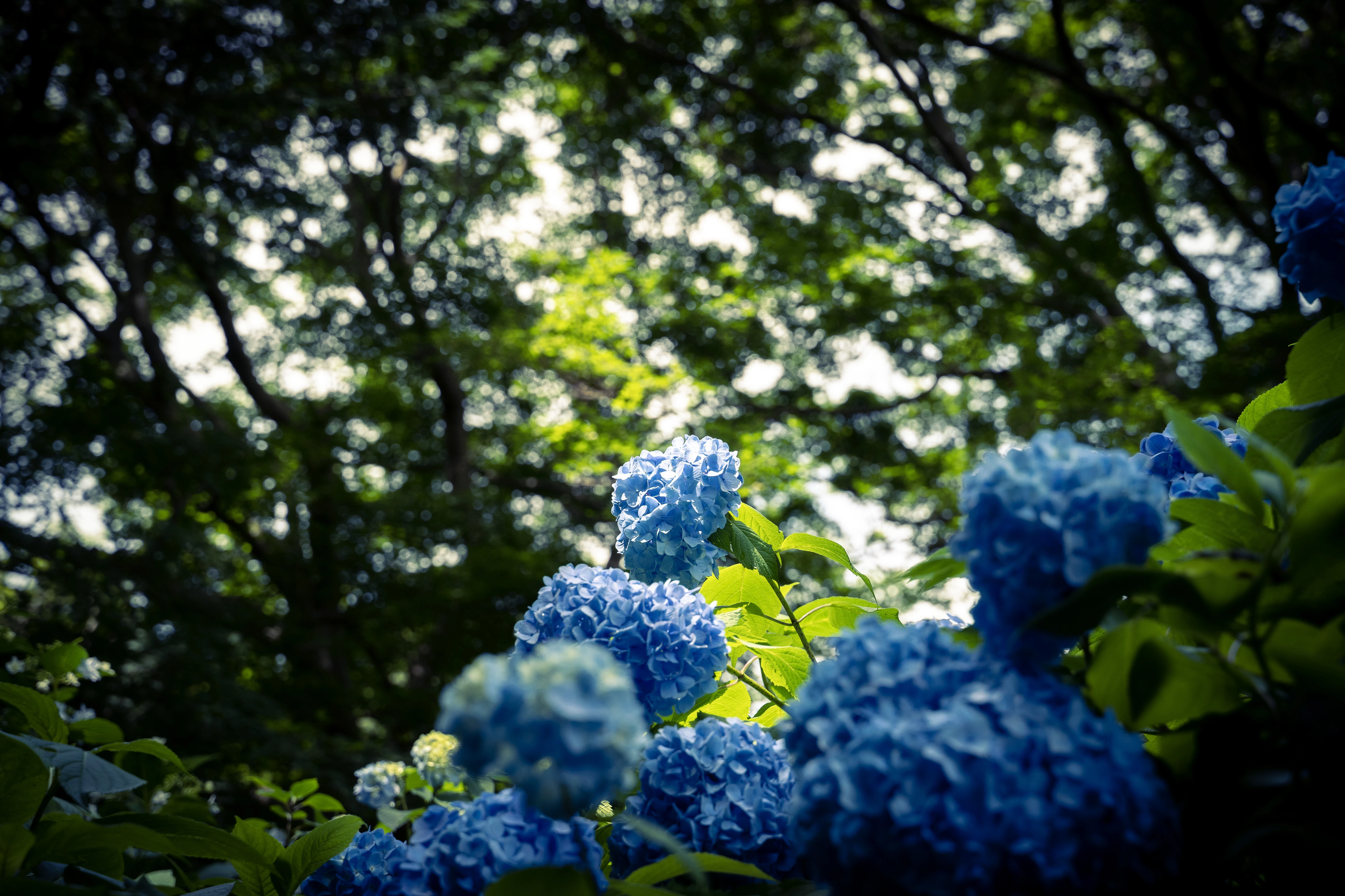 Blue Hydrangeas in a Sunlit Forest Corner