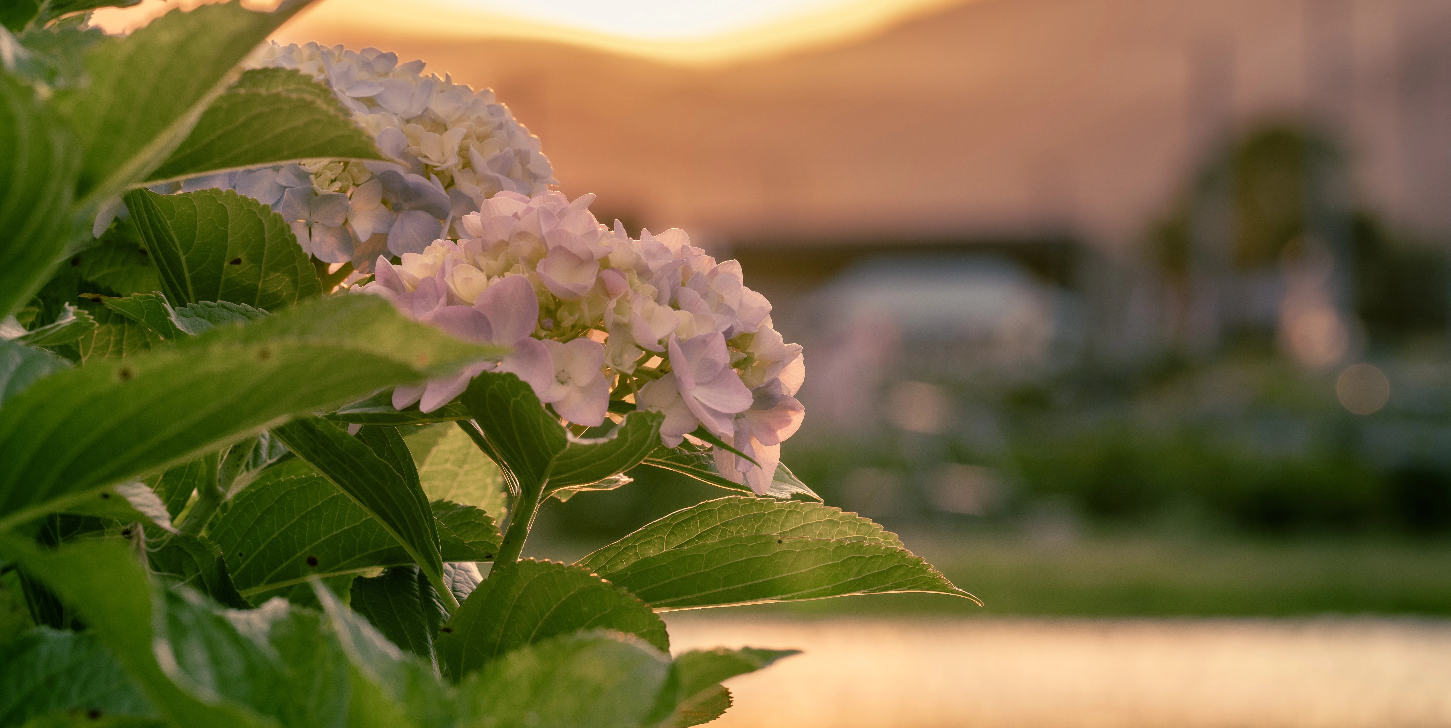 Golden Hour Glow on Hydrangeas in the Countryside