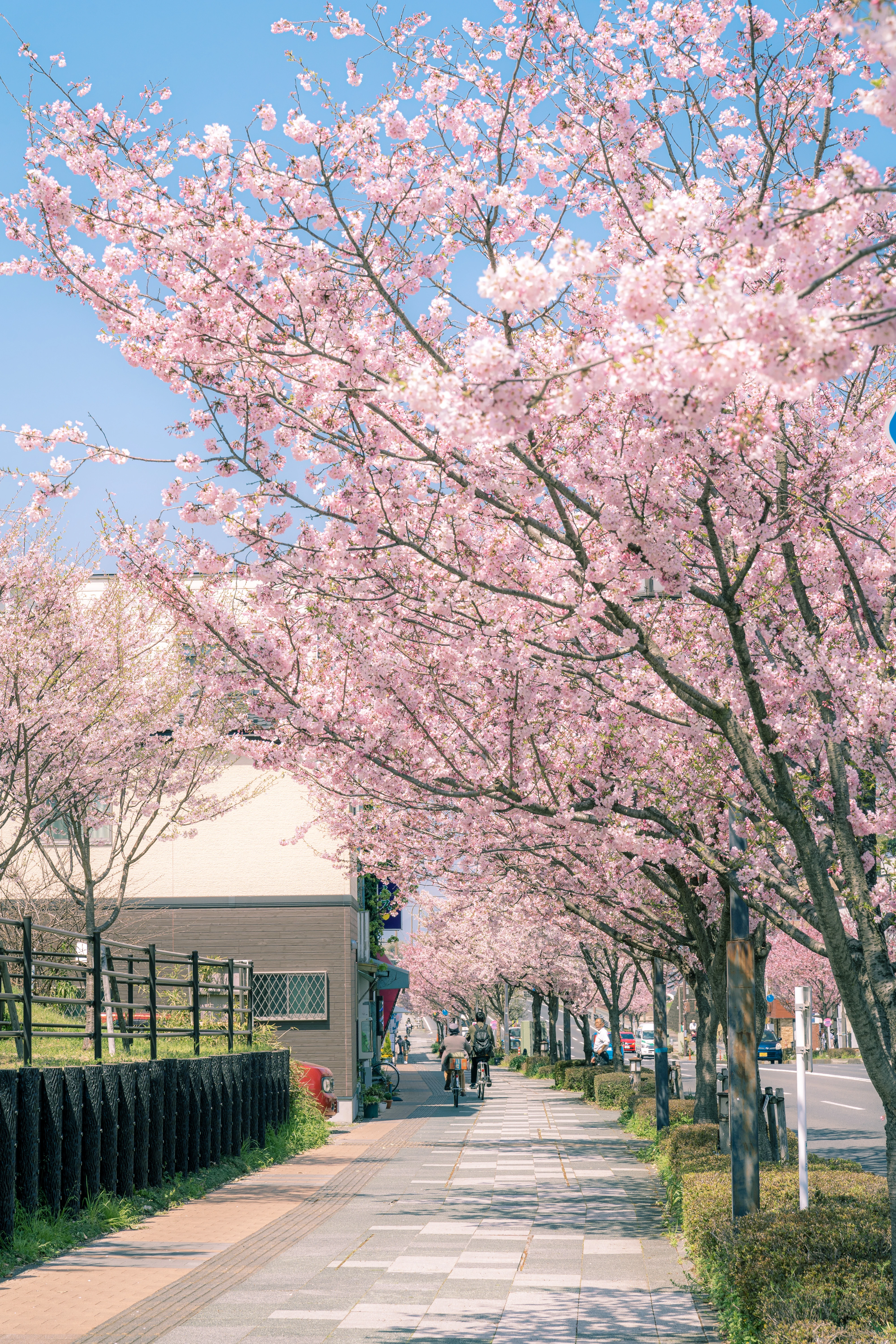 Blossoming Cherry Avenues Under a Blue Spring Sky