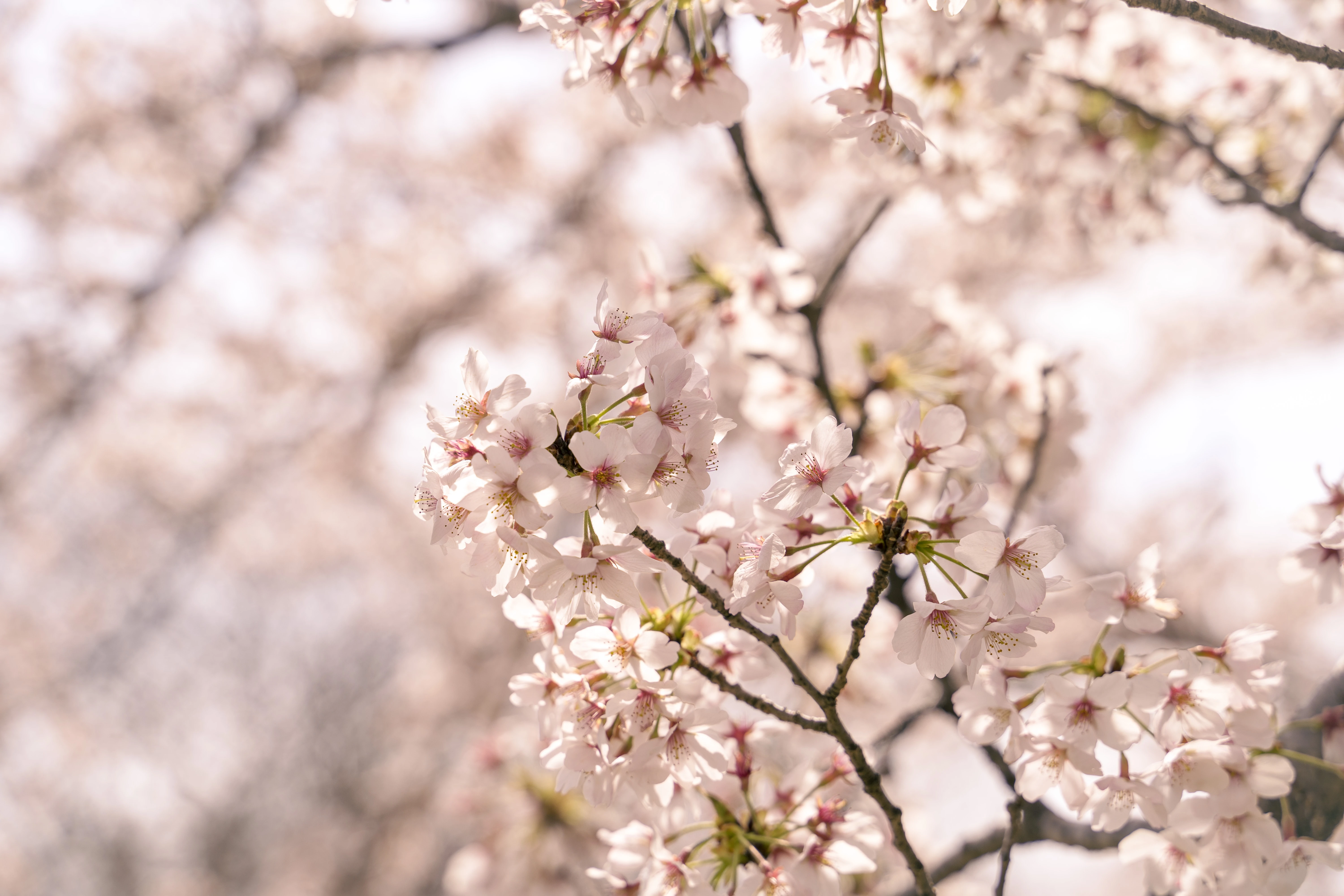 Graceful Blooms of Spring Cherry Blossoms