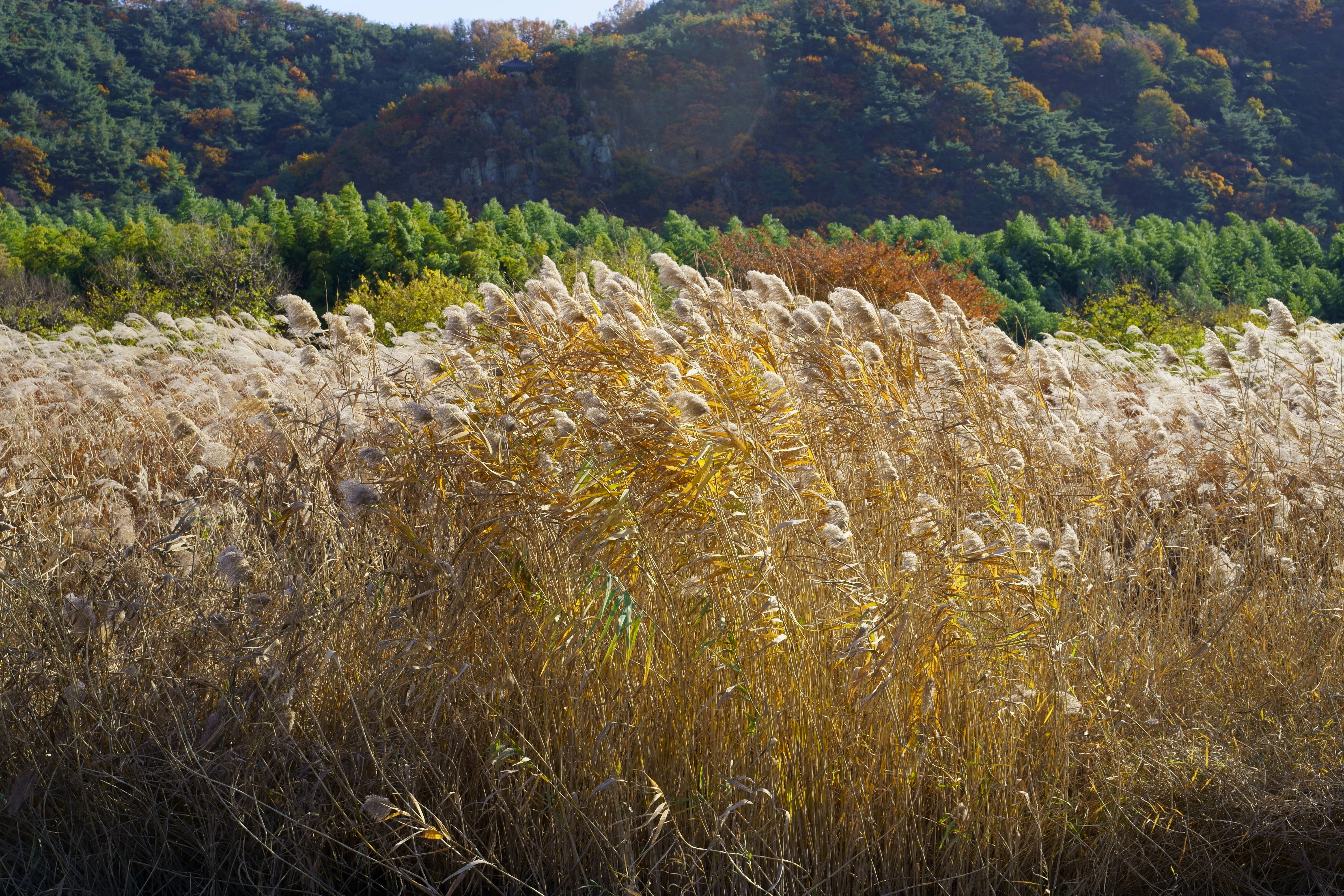 Golden Reed Field in Autumn Tranquility