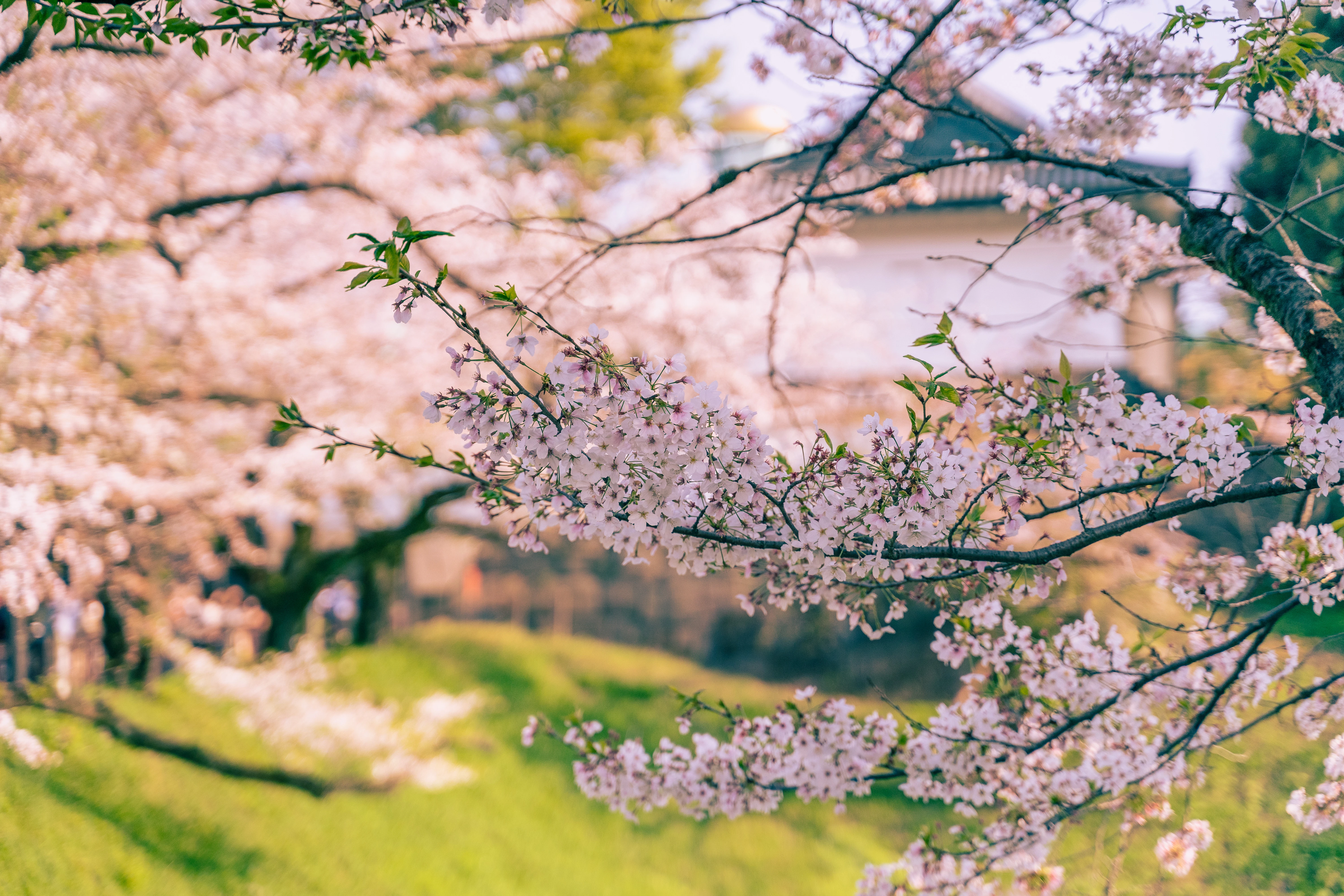 Spring Blossoms Framing a Traditional Japanese Setting