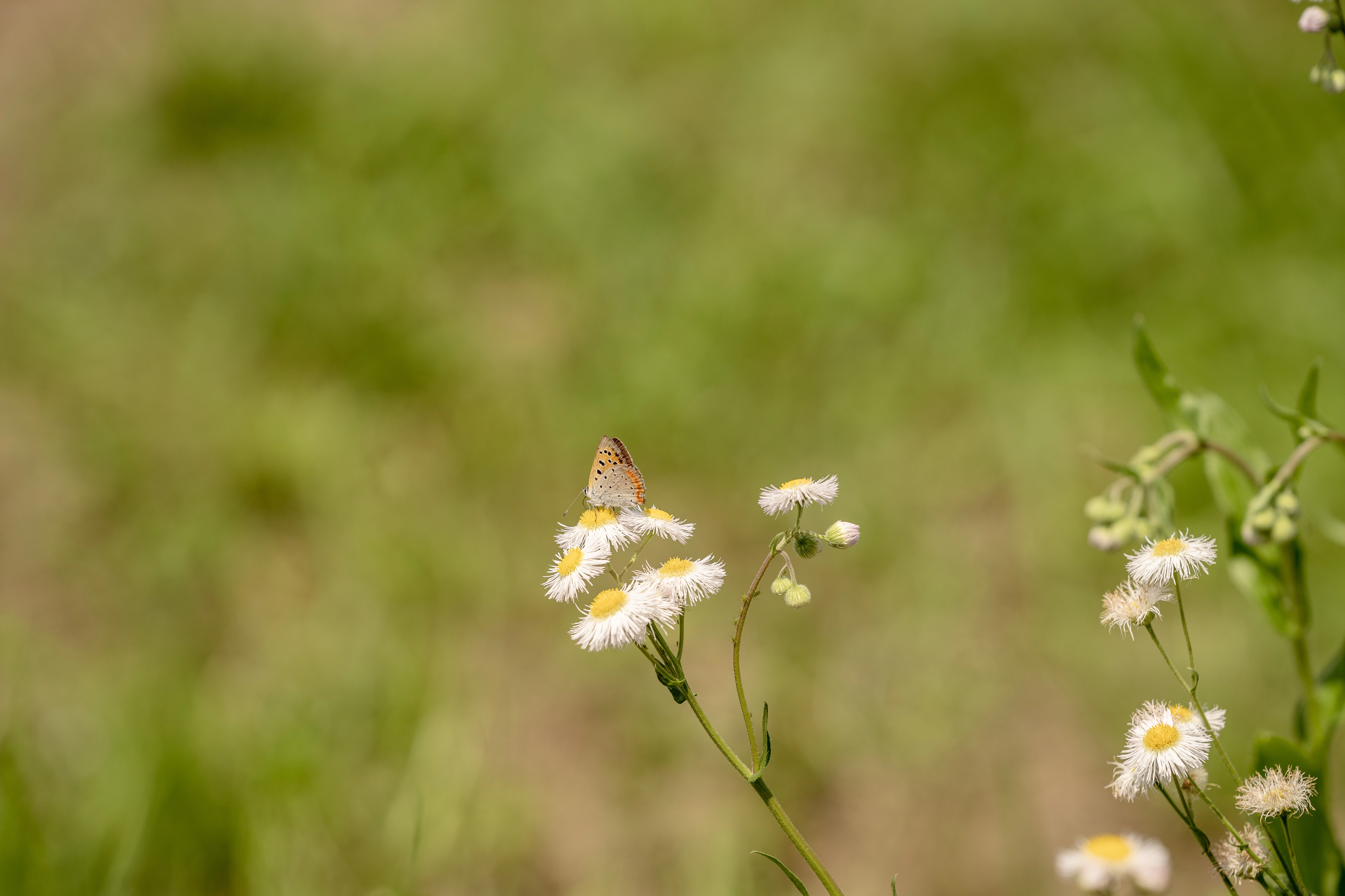 Delicate Butterfly Resting on Daisies in Summer Bloom