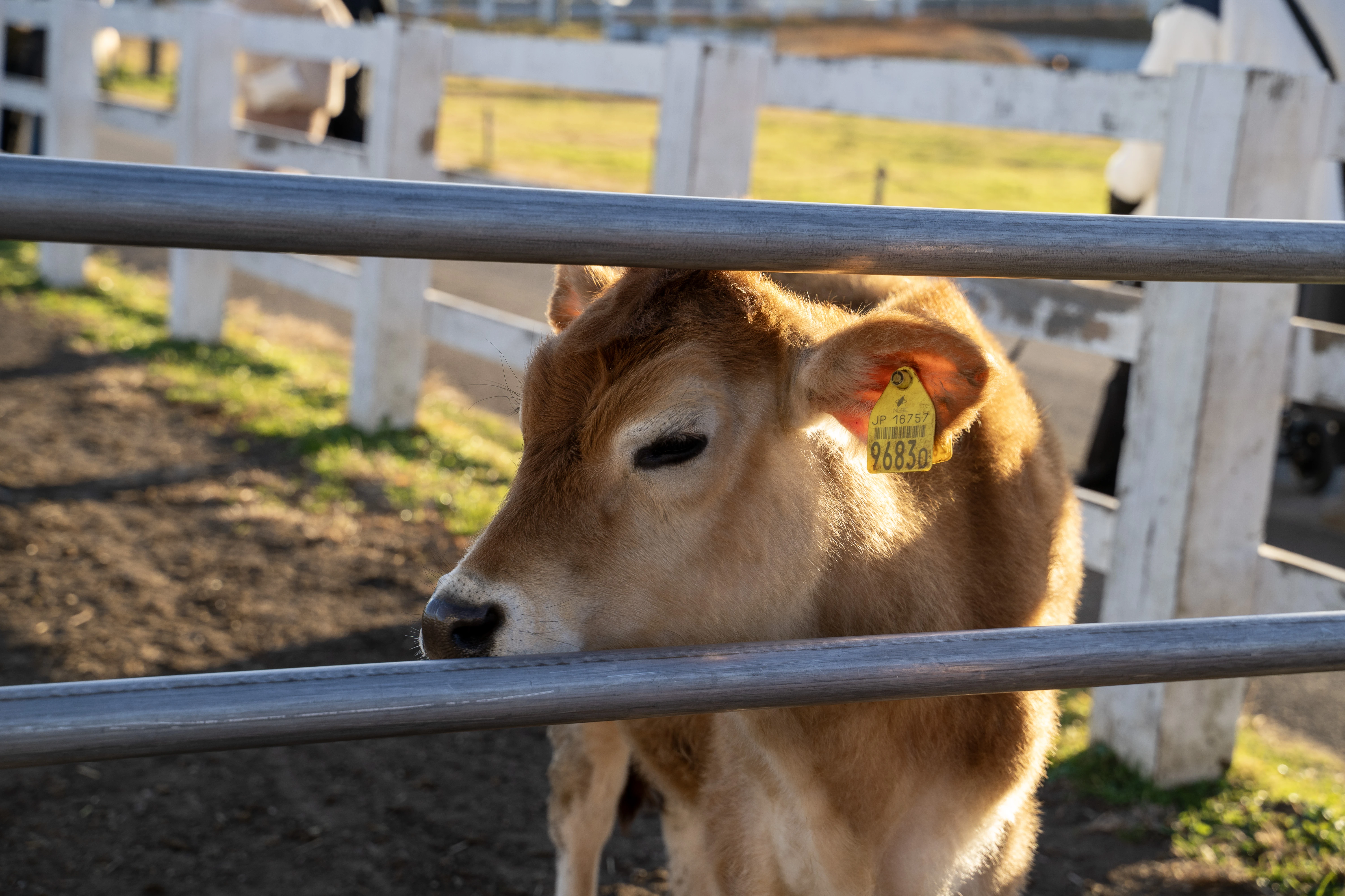 Gentle Sunshine on a Calf at the Farm