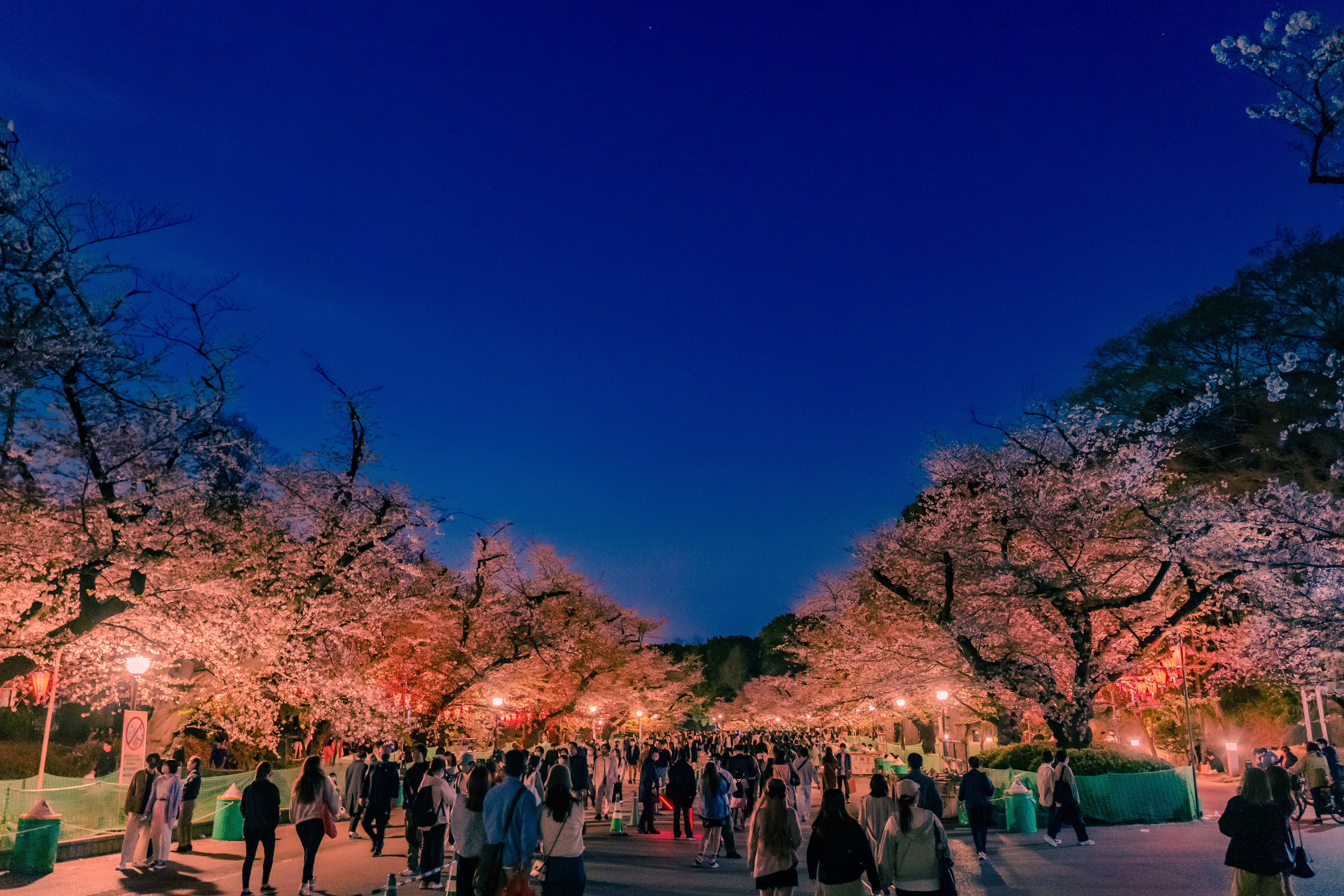 Evening Stroll Among Illuminated Cherry Blossoms