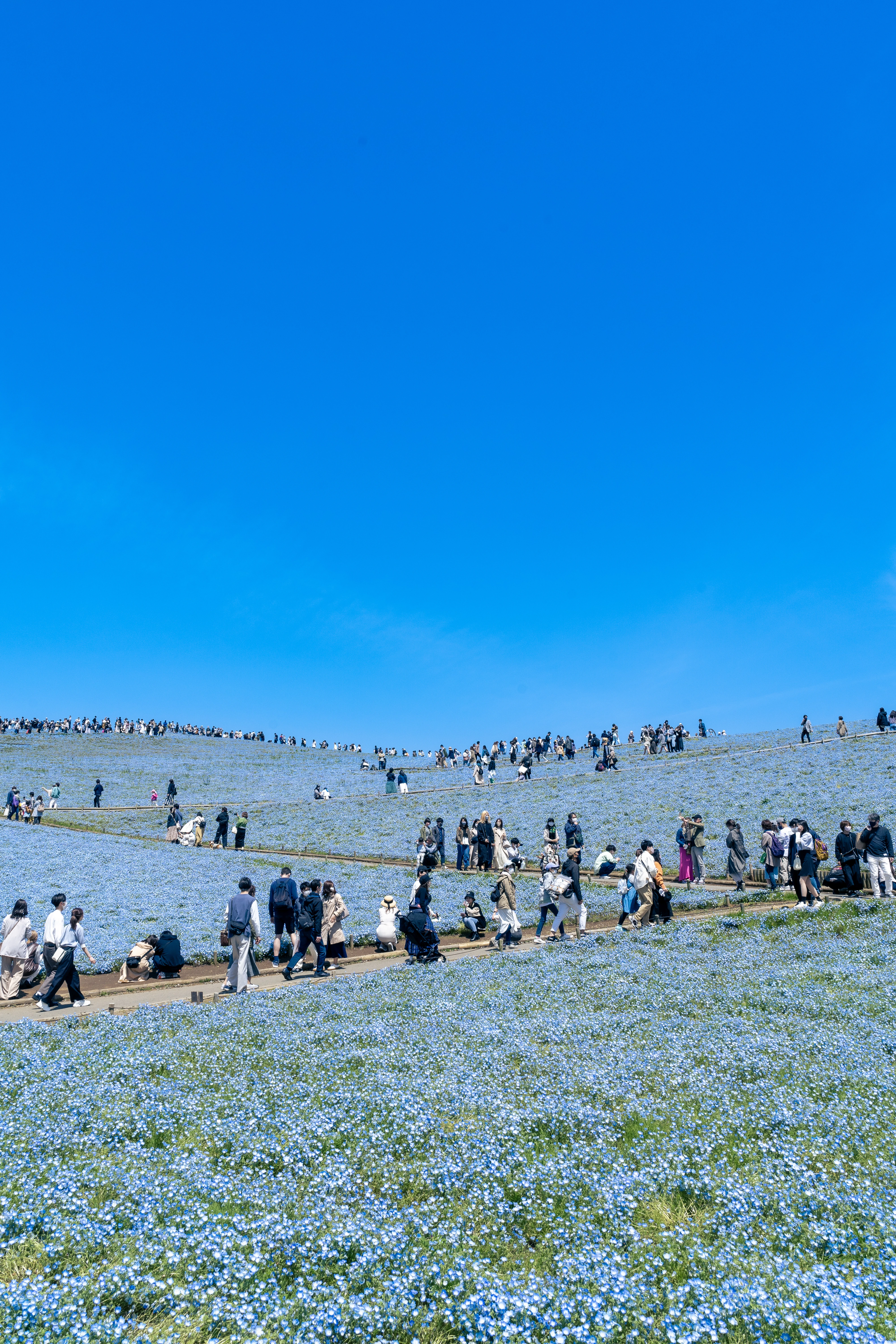 Strolling Among Endless Blue Blooms Under Clear Skies