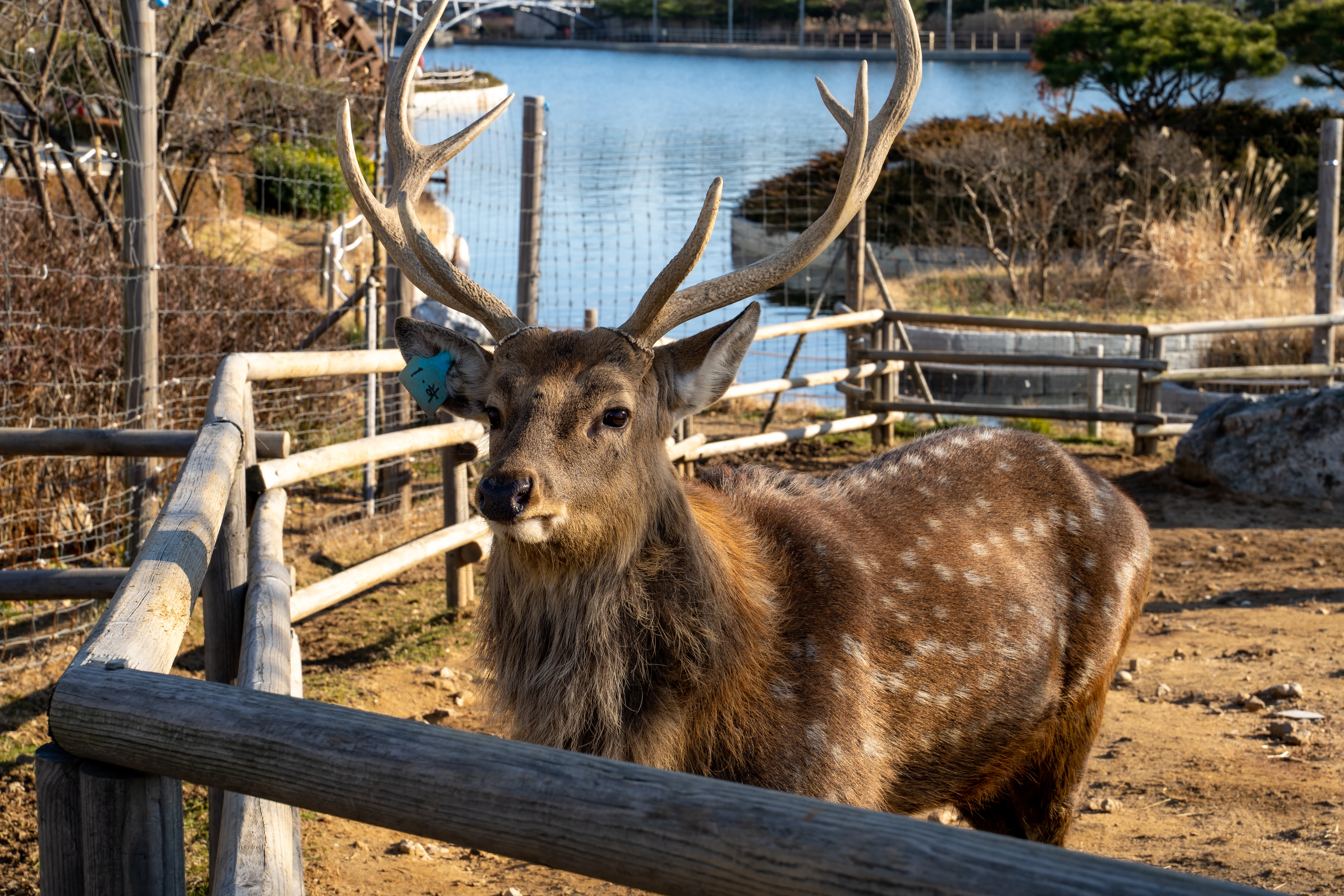 Majestic Deer by a Serene Lake in Natural Habitat