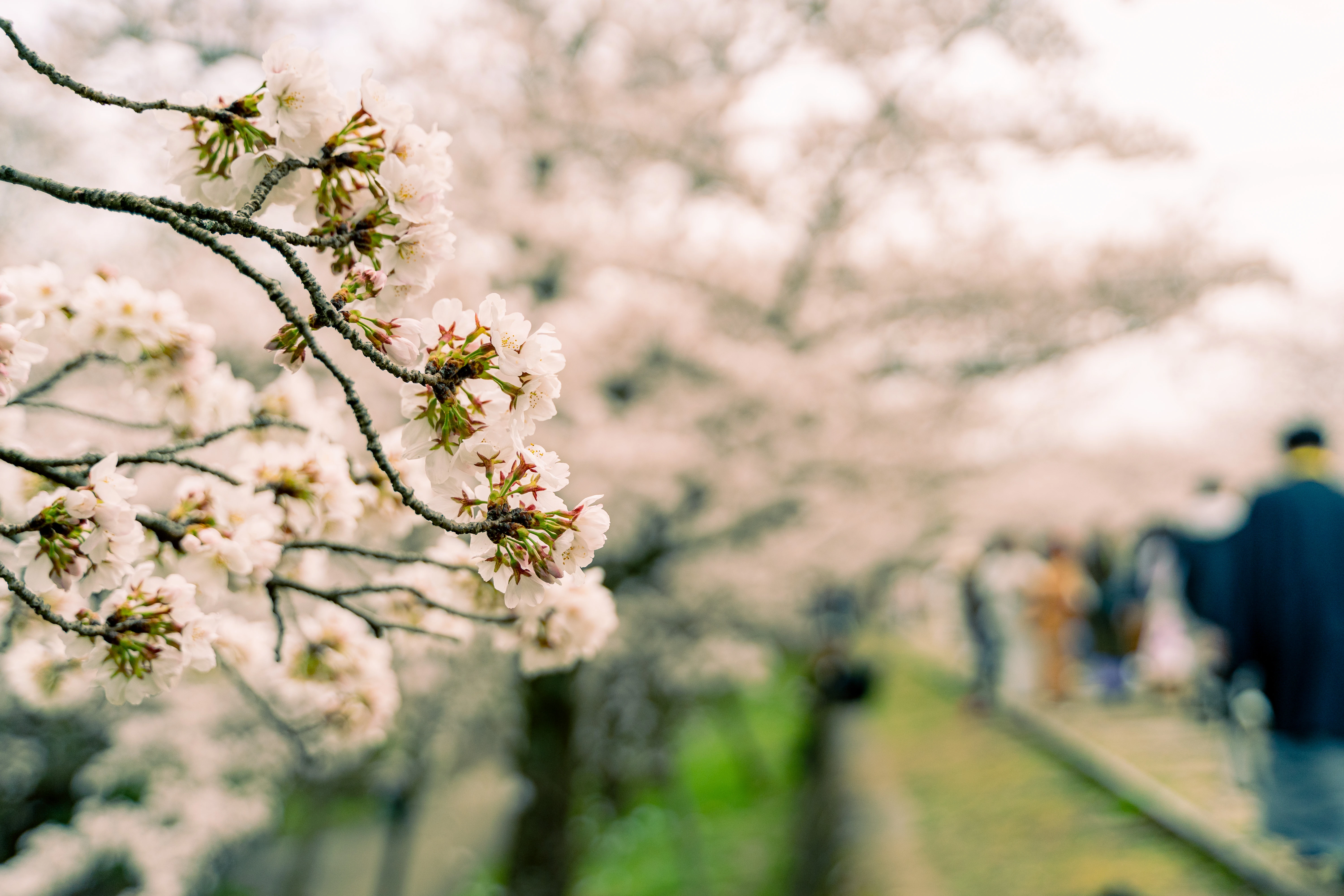 Blossoming Cherry Trees in a Springtime Stroll