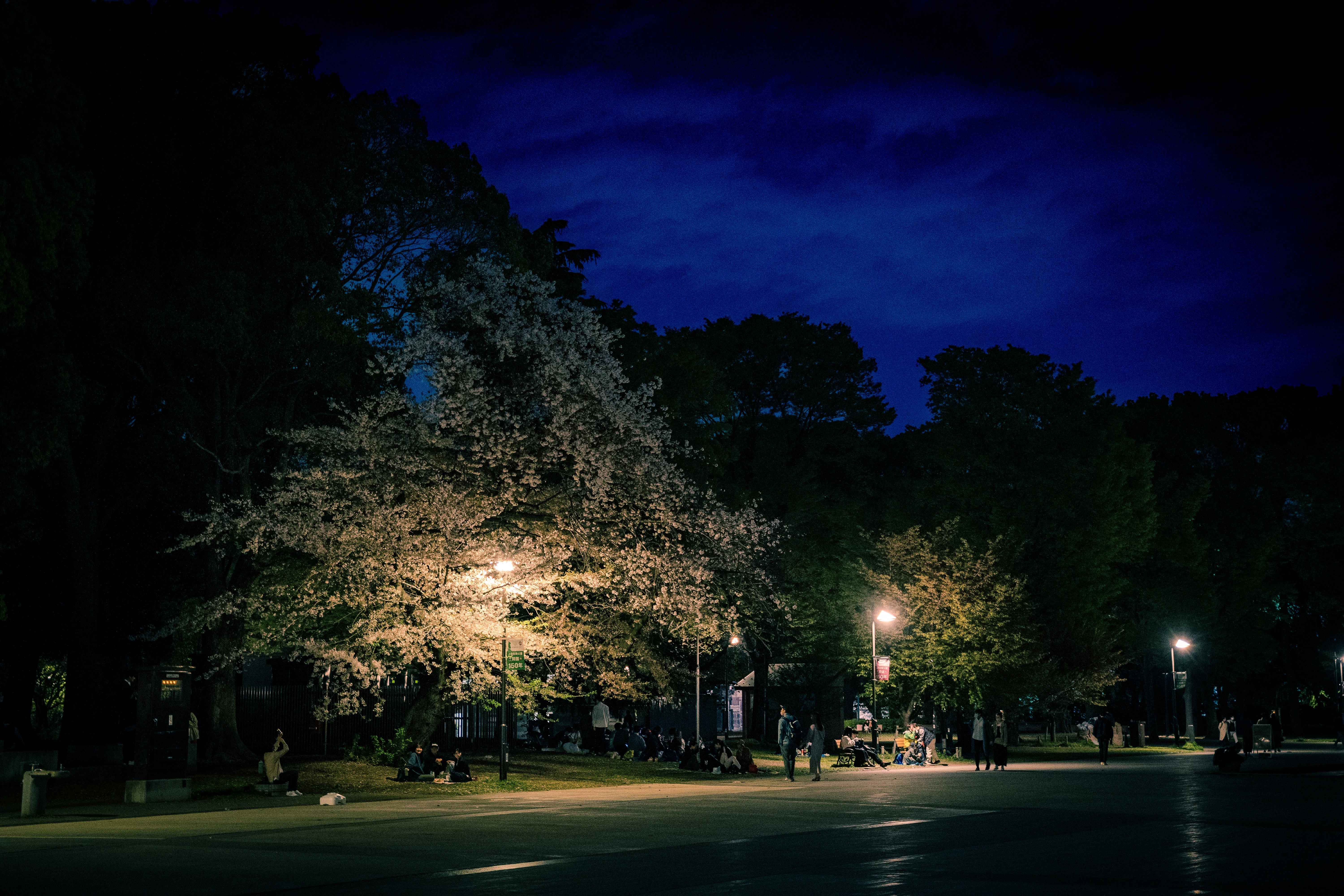 Illuminated Cherry Blossoms Under a Twilight Sky