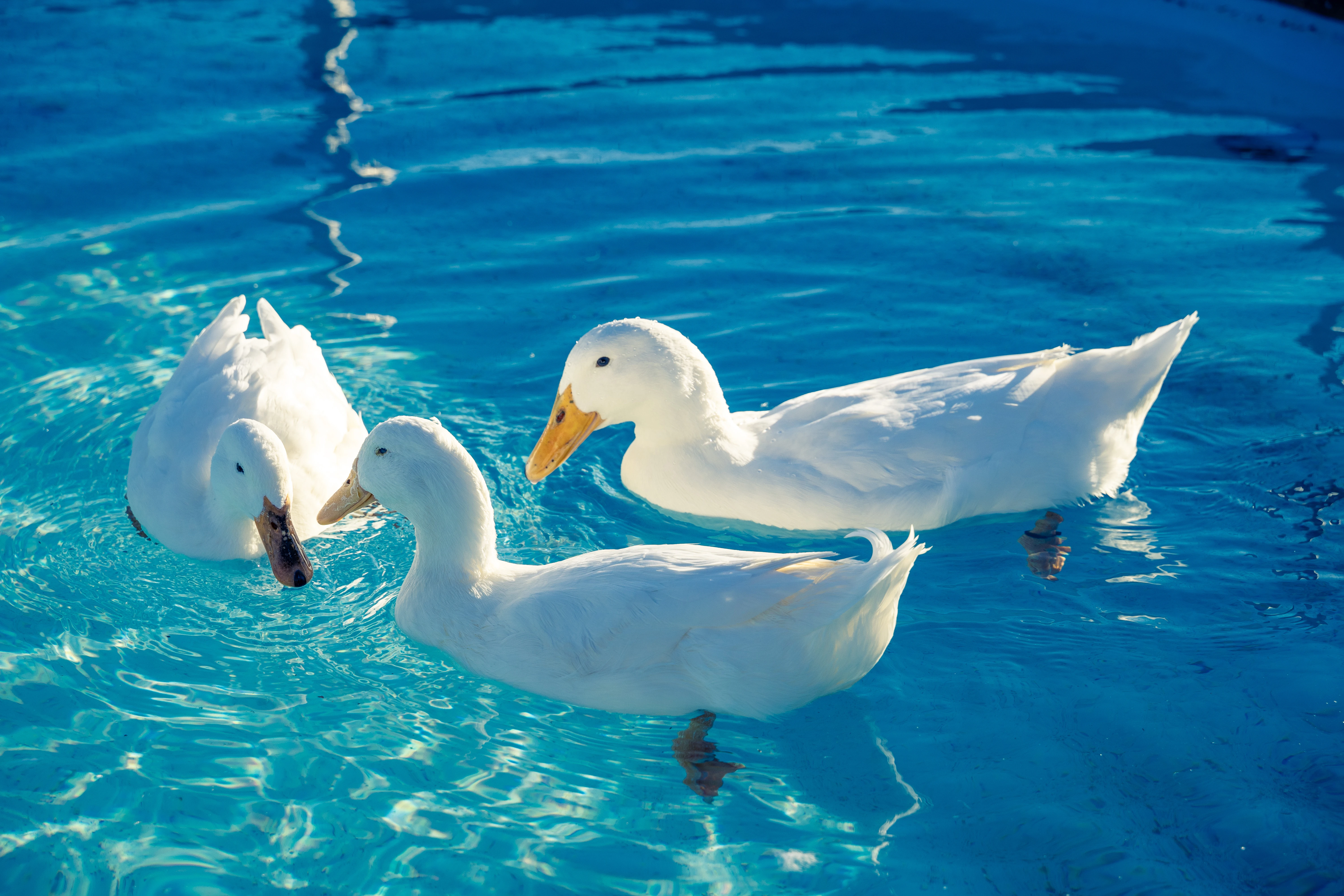 Graceful Trio of White Ducks Gliding on Clear Blue Waters