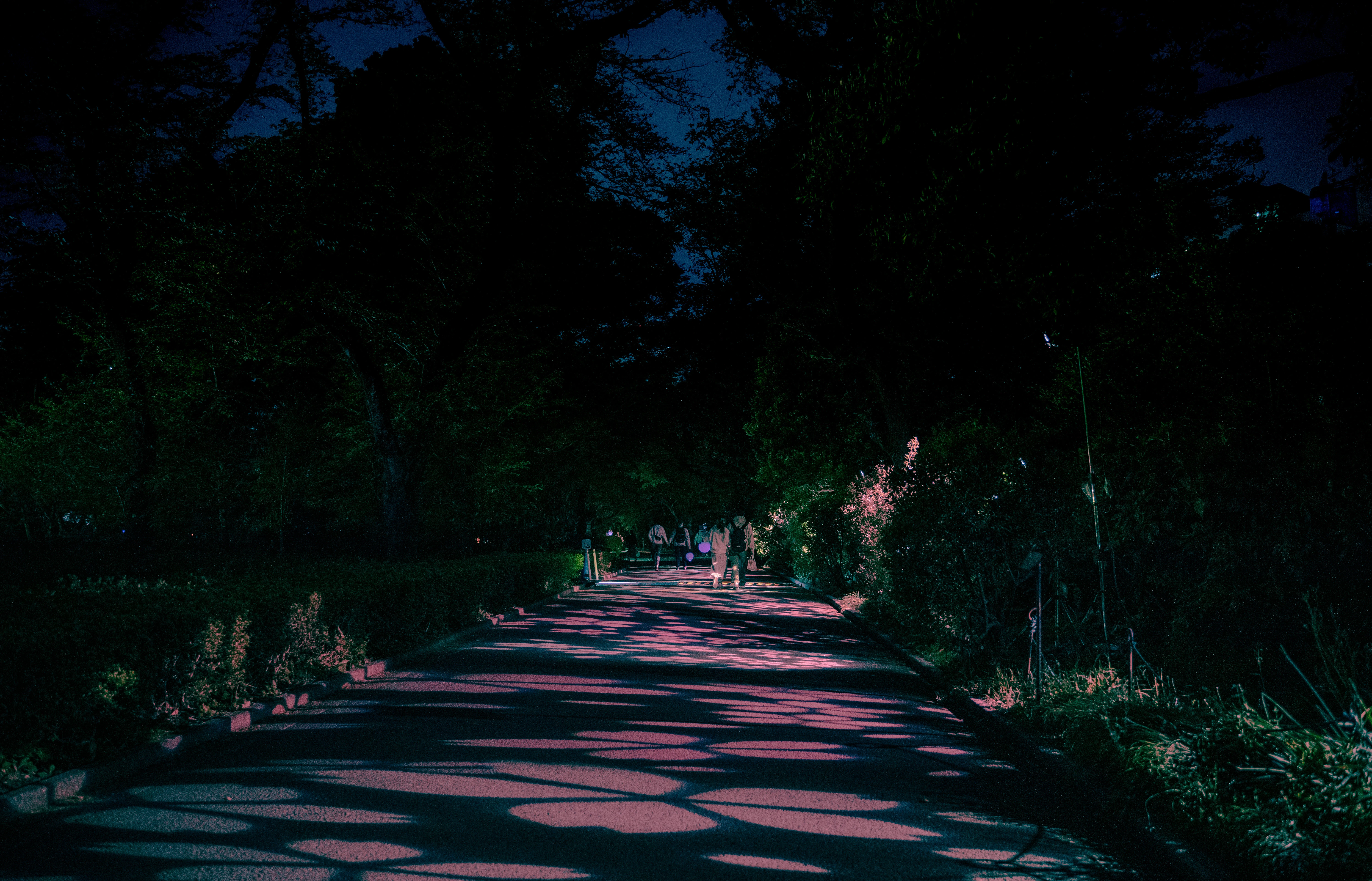 Enchanting Walkway Illuminated by Nightscapes