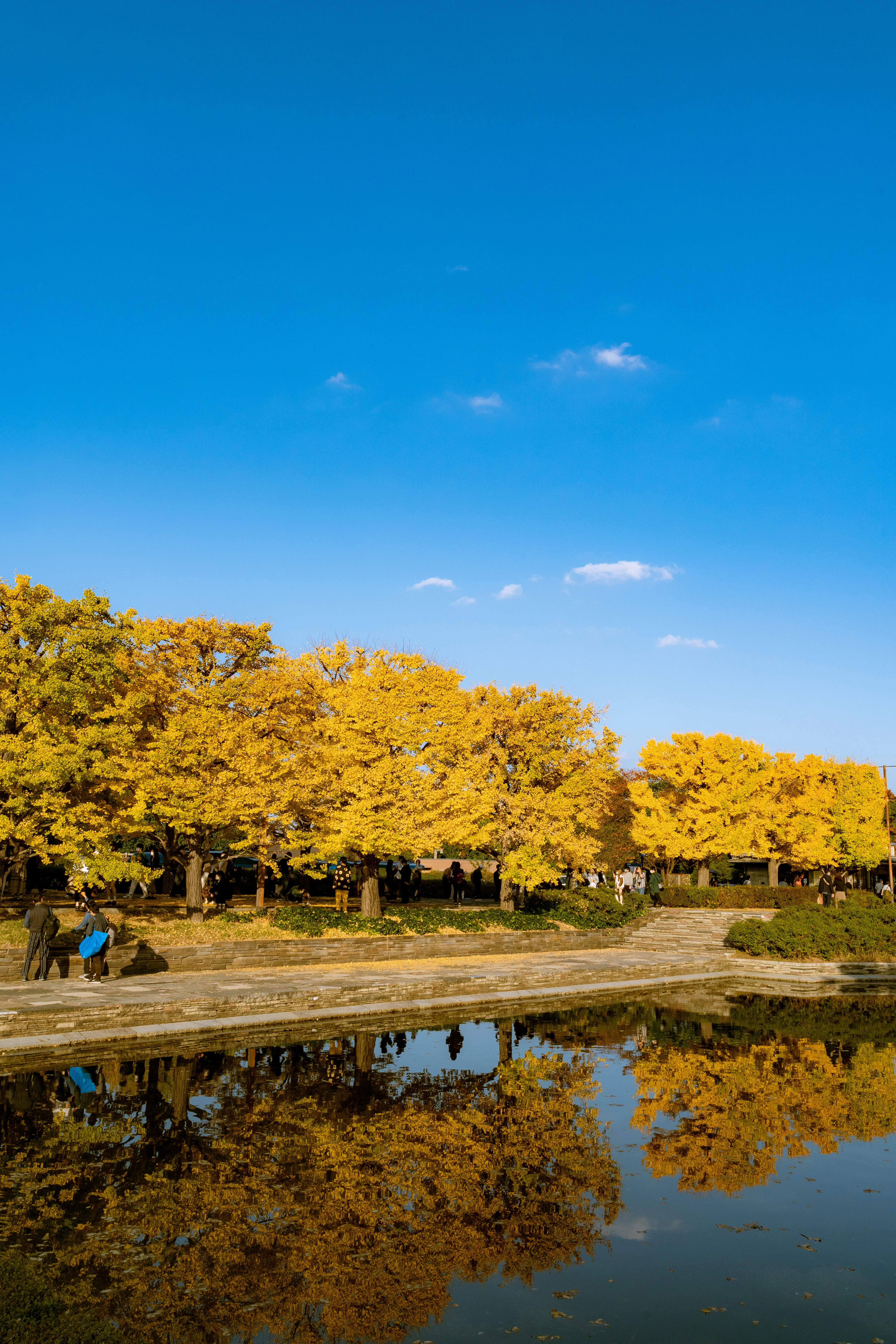 Golden Ginkgo Trees Reflect on Tranquil Water Under a Clear Sky