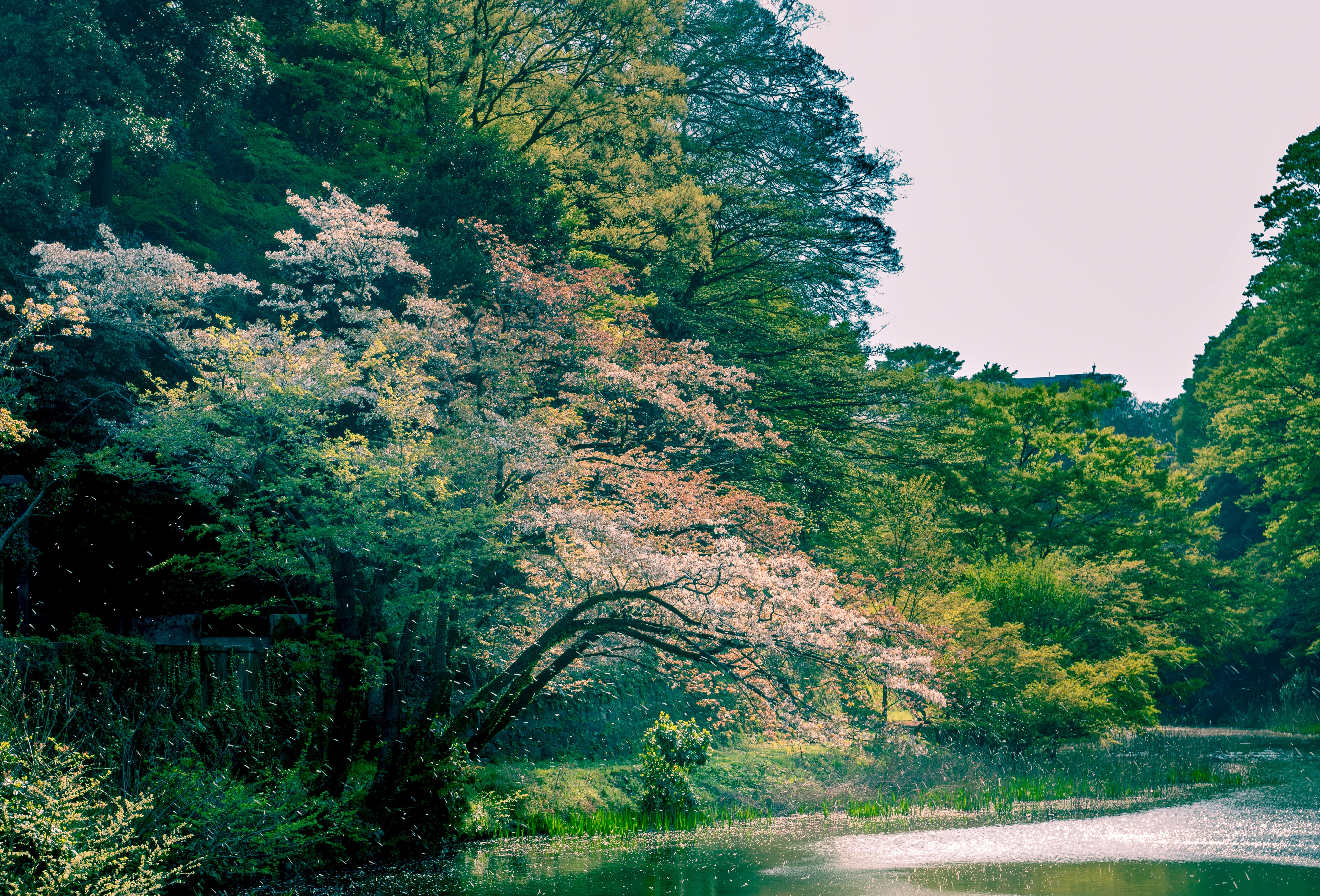 Spring Blossoms Over Tranquil Riverbank