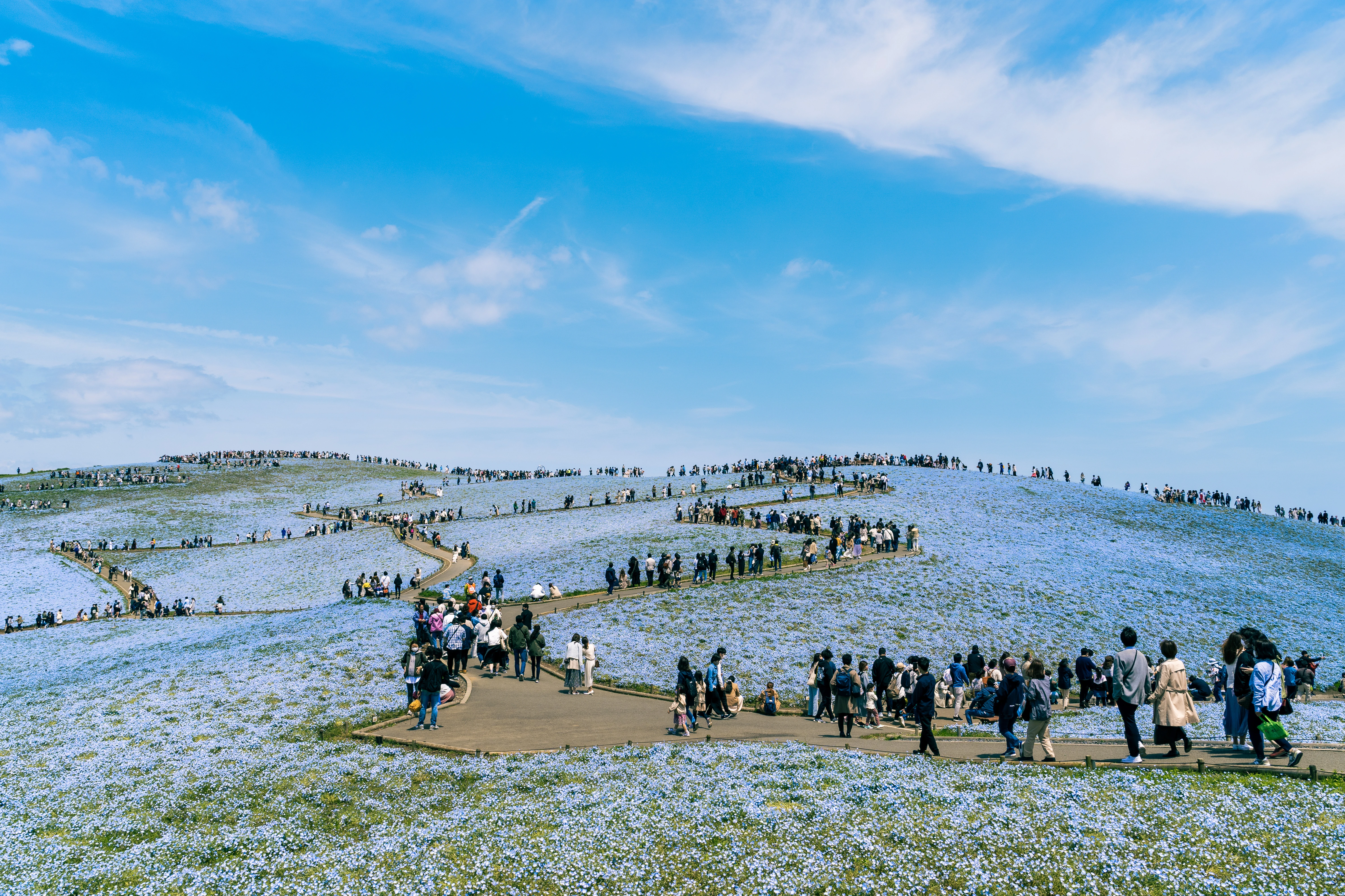 Sea of Blue Flowers in a Vibrant Spring Landscape