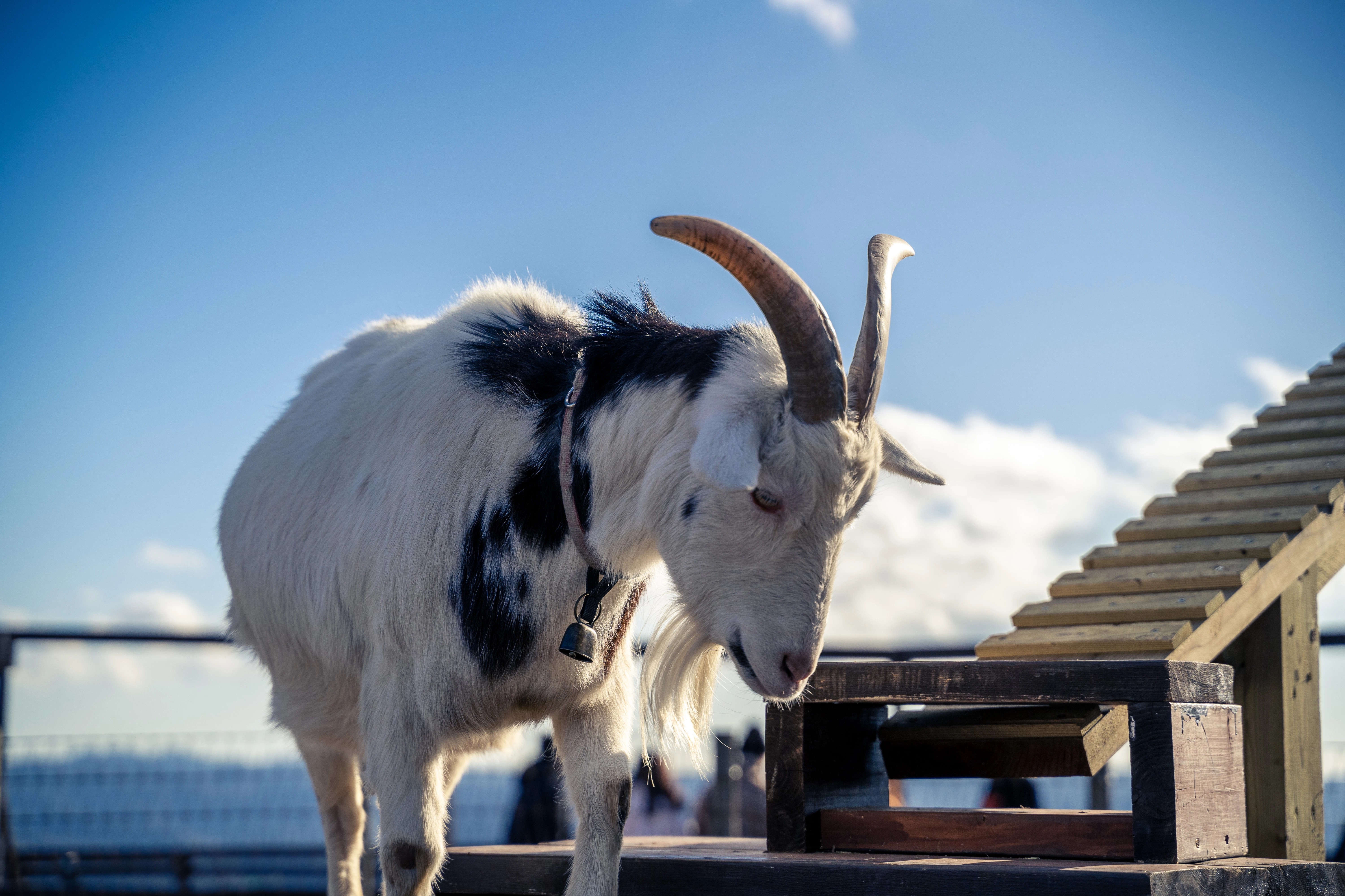 Rustic Goat on a Bright Farm Day