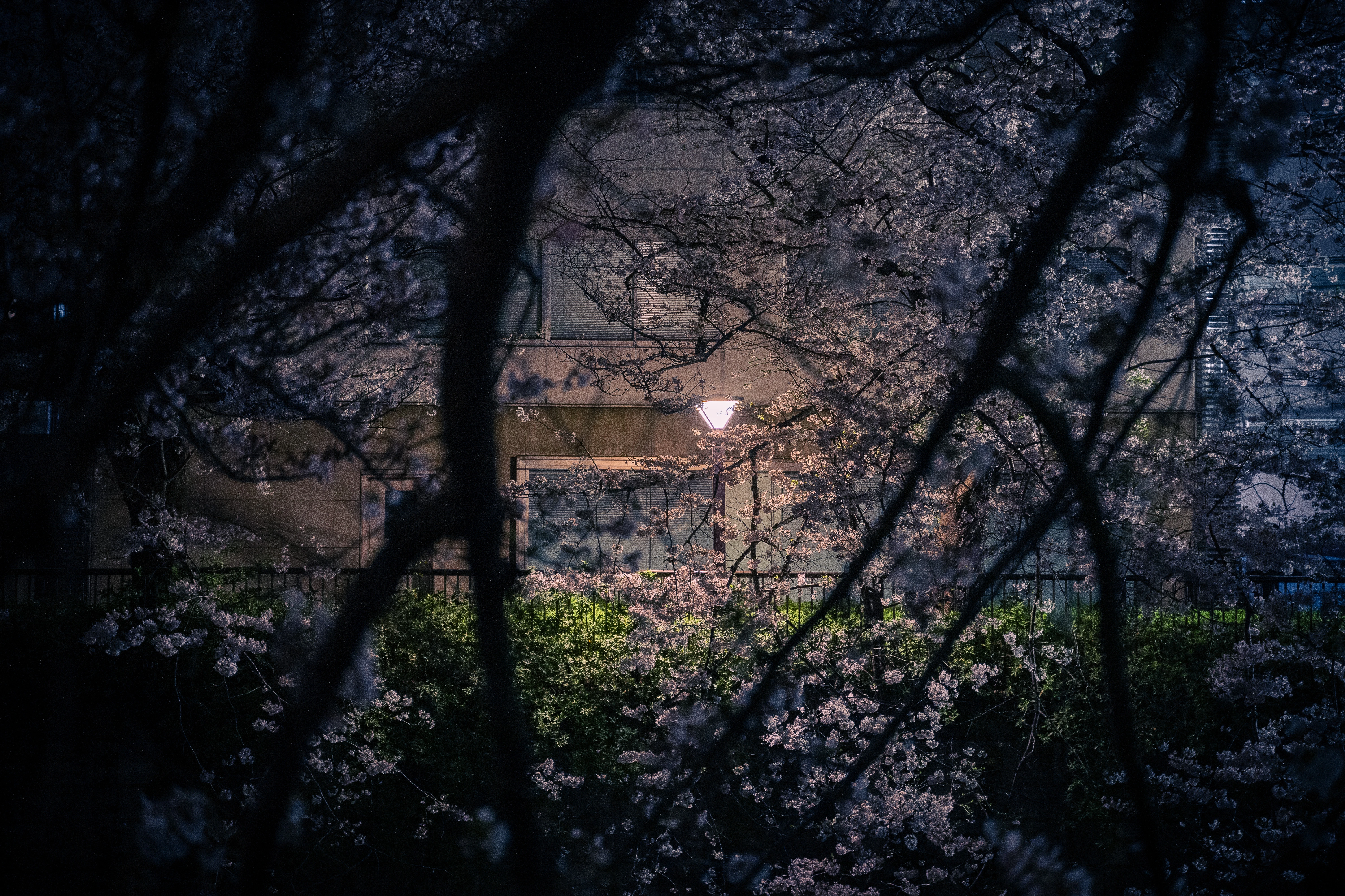 Nighttime Blossoms Framing a Quiet Urban Glow