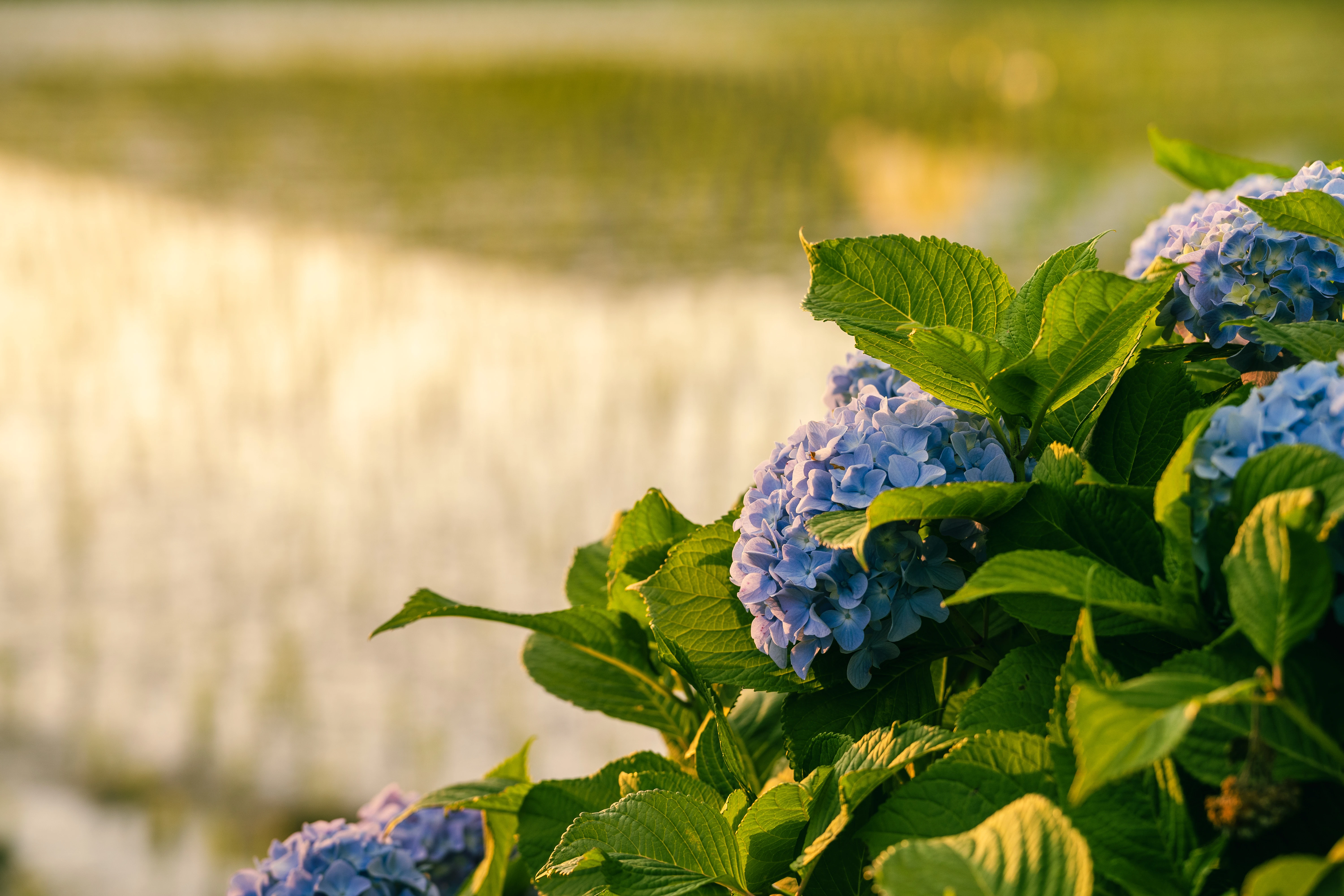 Hydrangeas at Sunset by the Rice Fields