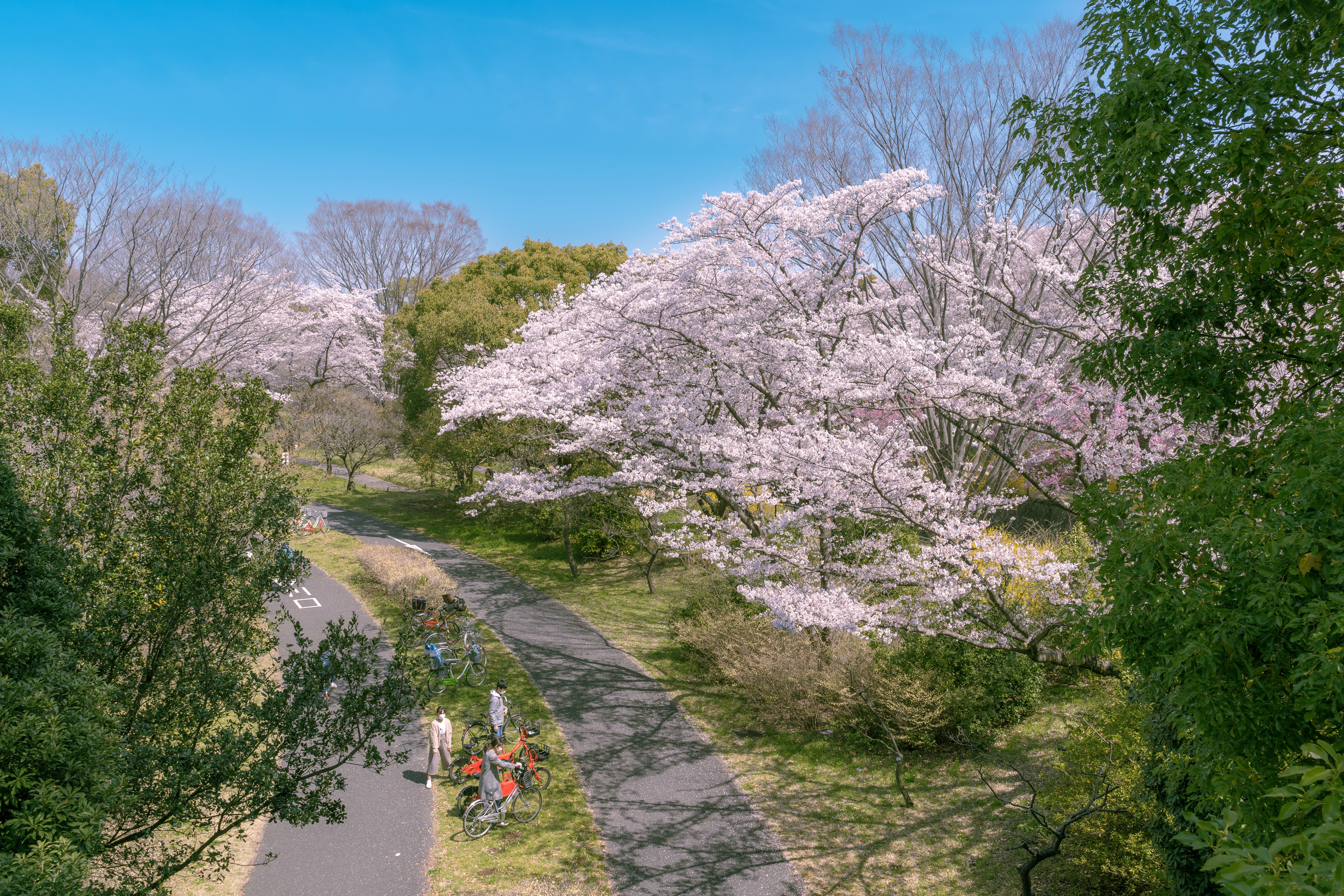 Springtime Cherry Blossom Trail with Cyclists